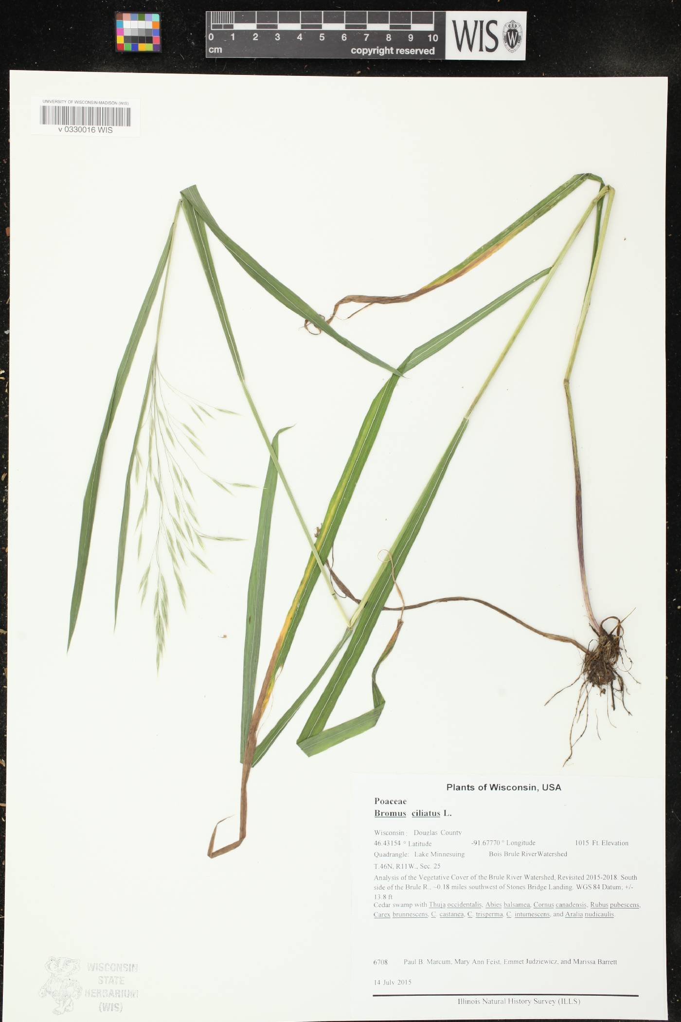 Bromus ciliatus image