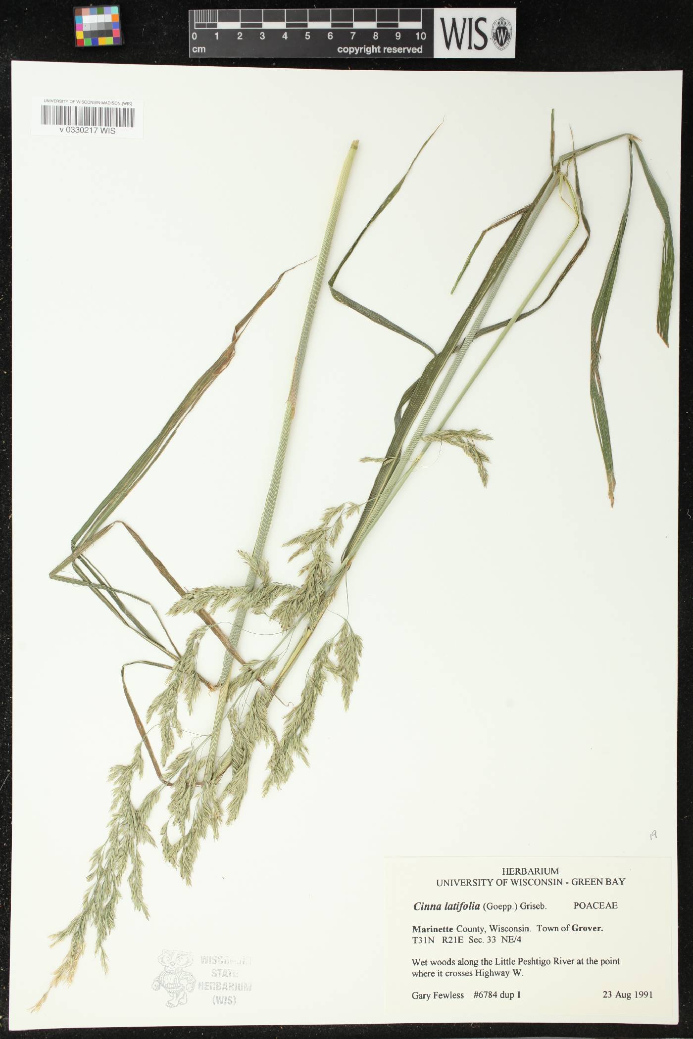 Cinna latifolia image