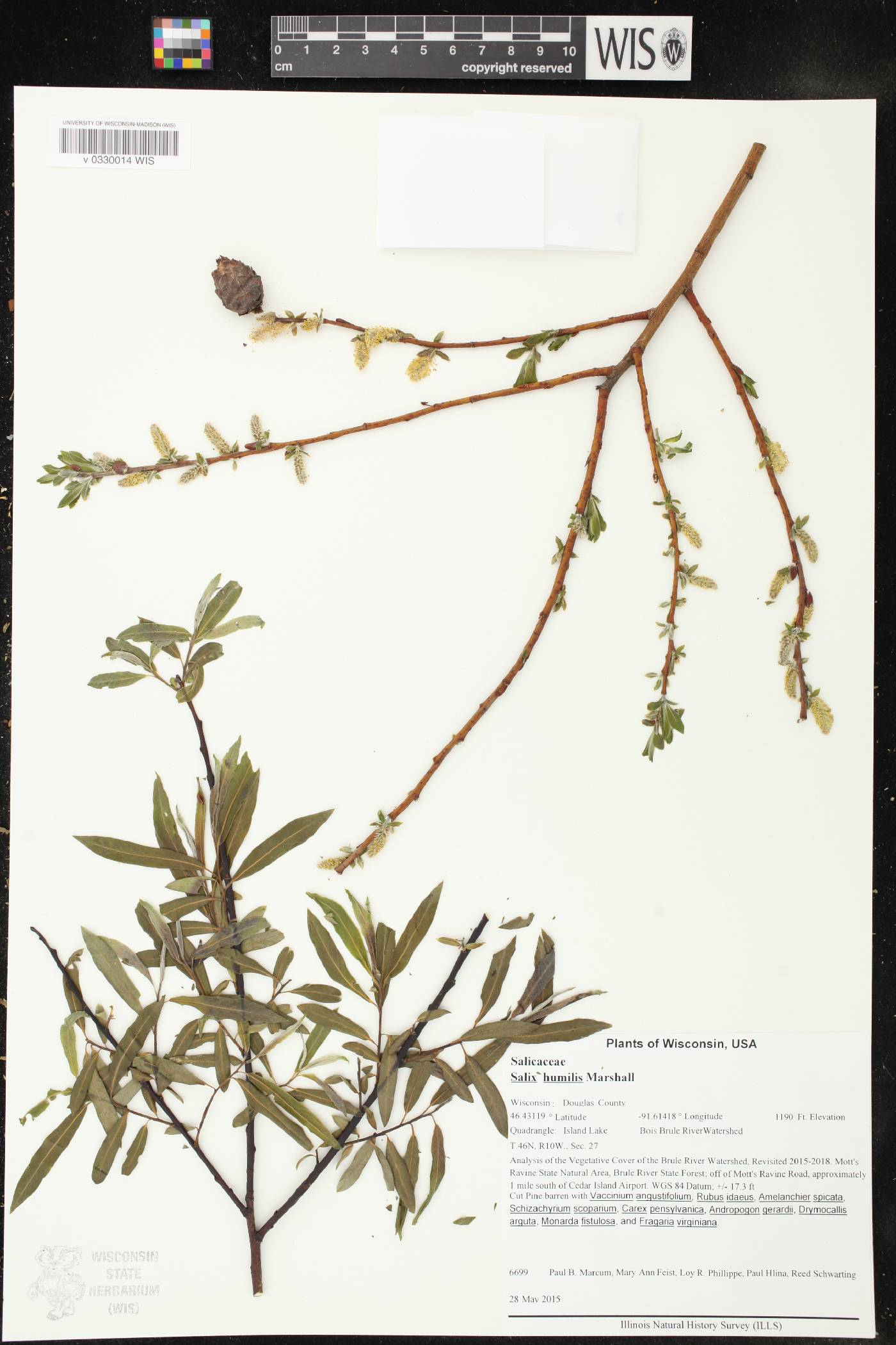 Salix humilis image
