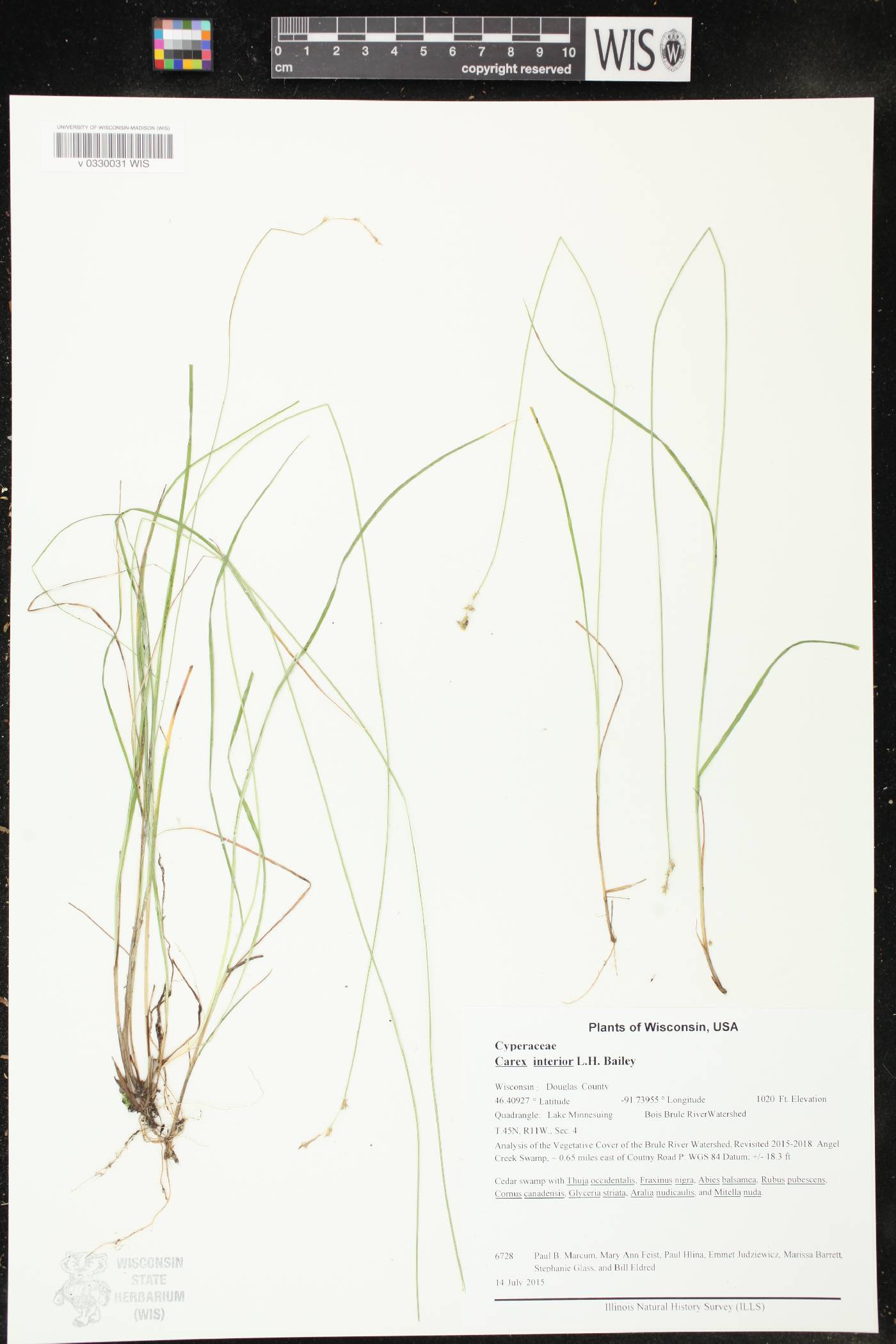 Carex interior image