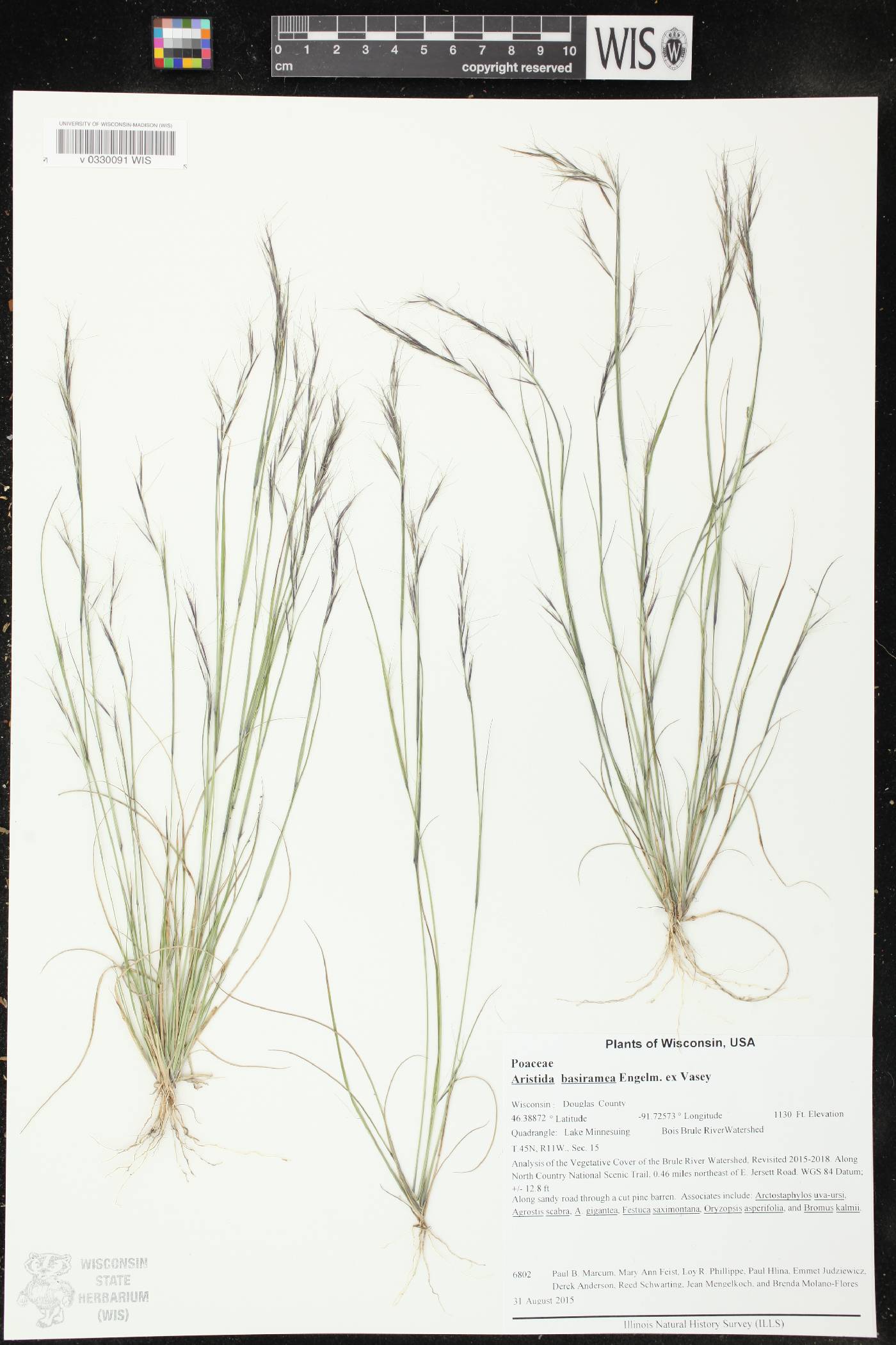 Aristida basiramea image