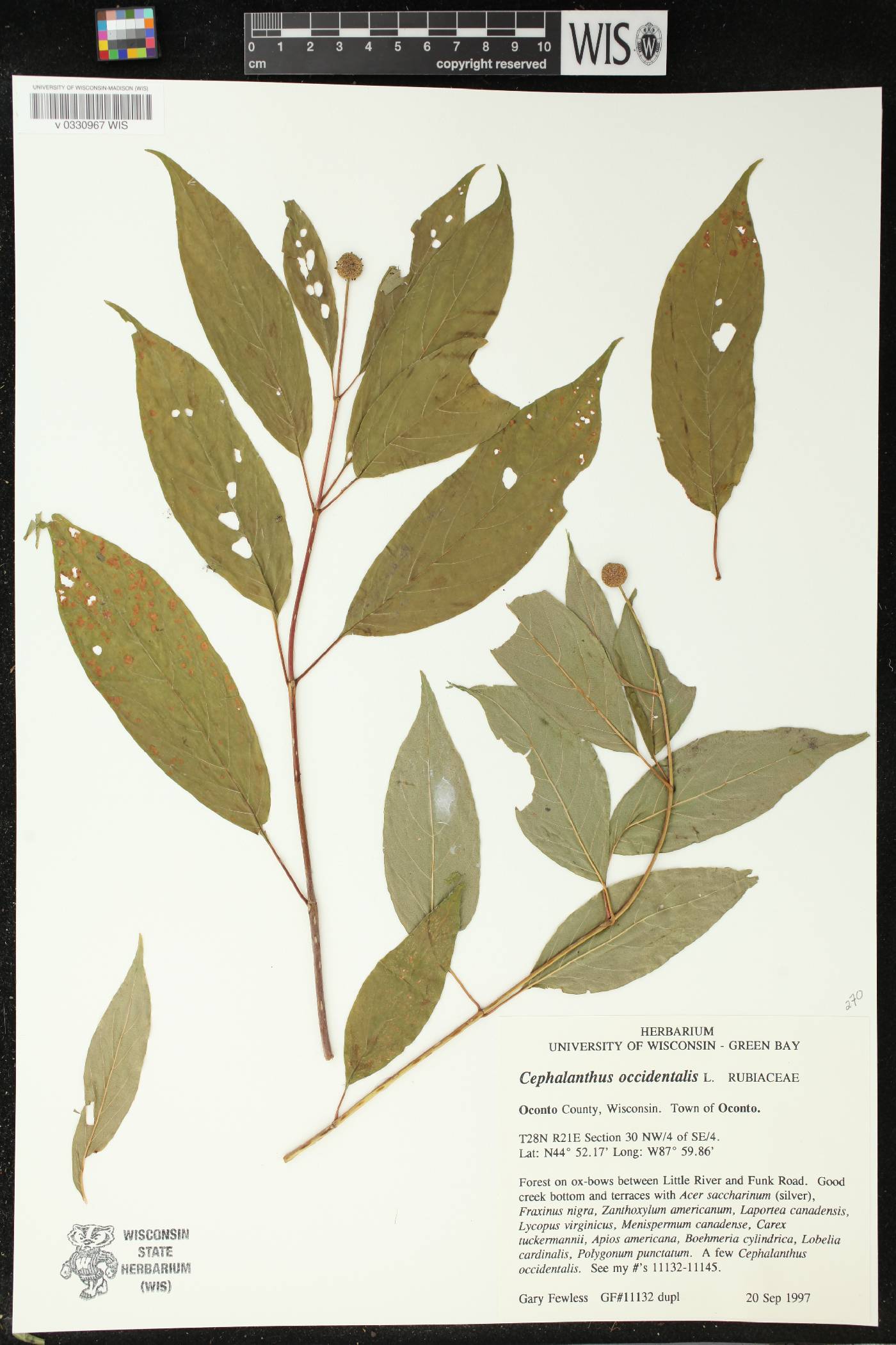 Cephalanthus occidentalis image