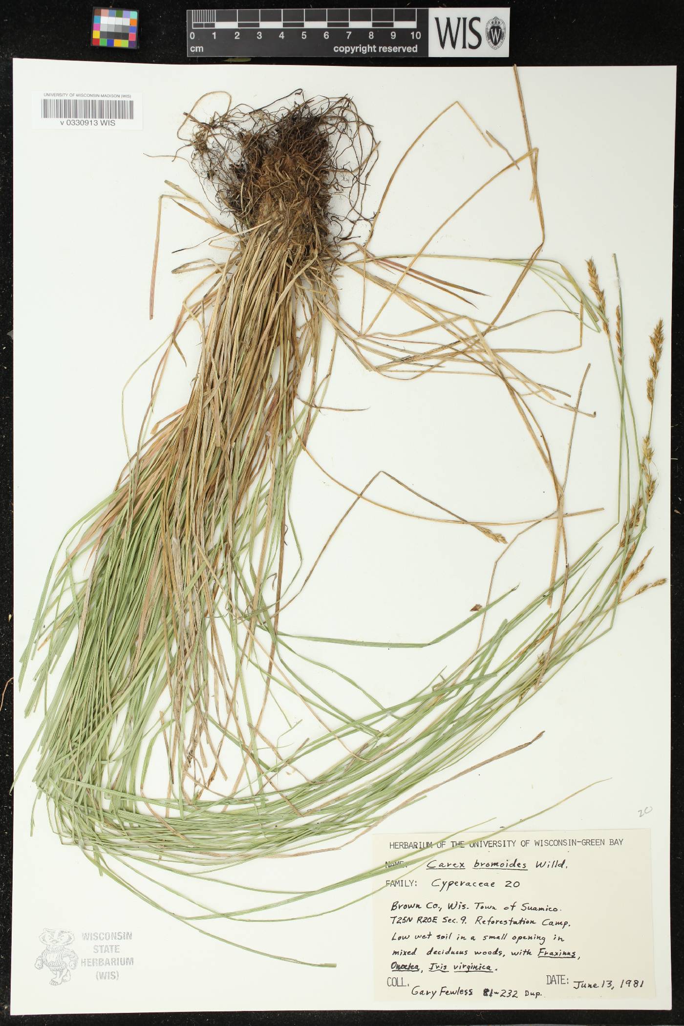 Carex bromoides image
