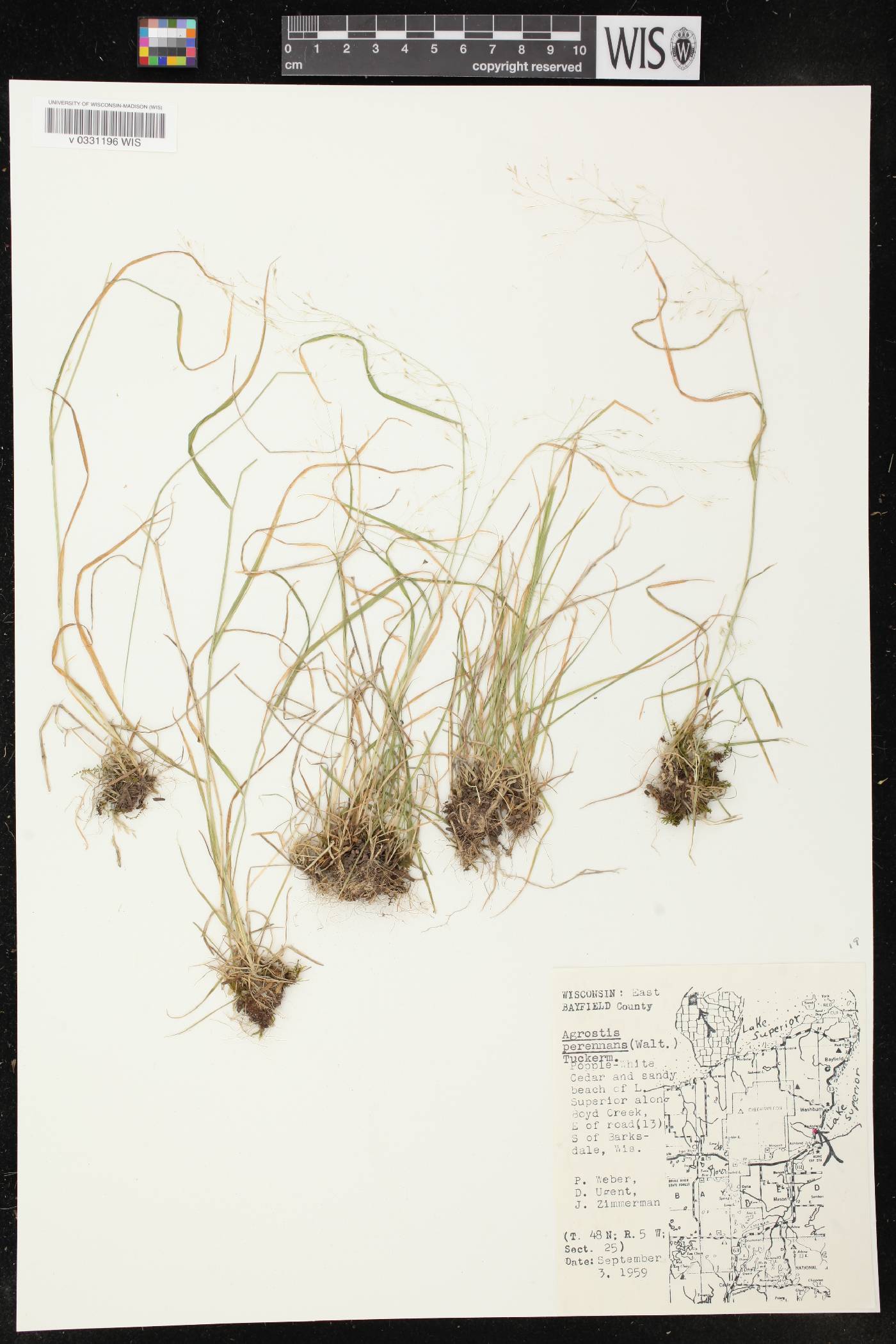 Agrostis perennans image