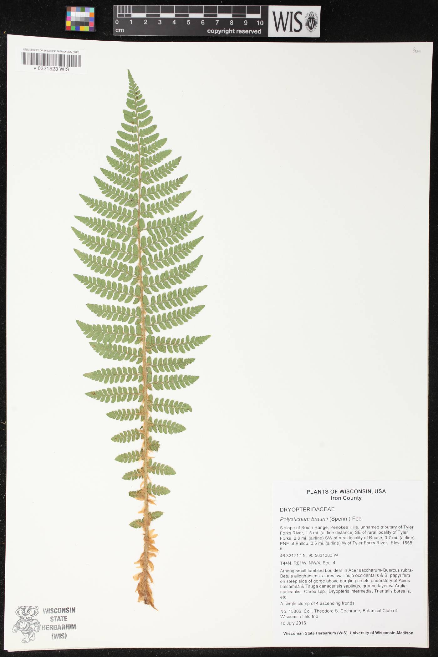 Polystichum braunii image