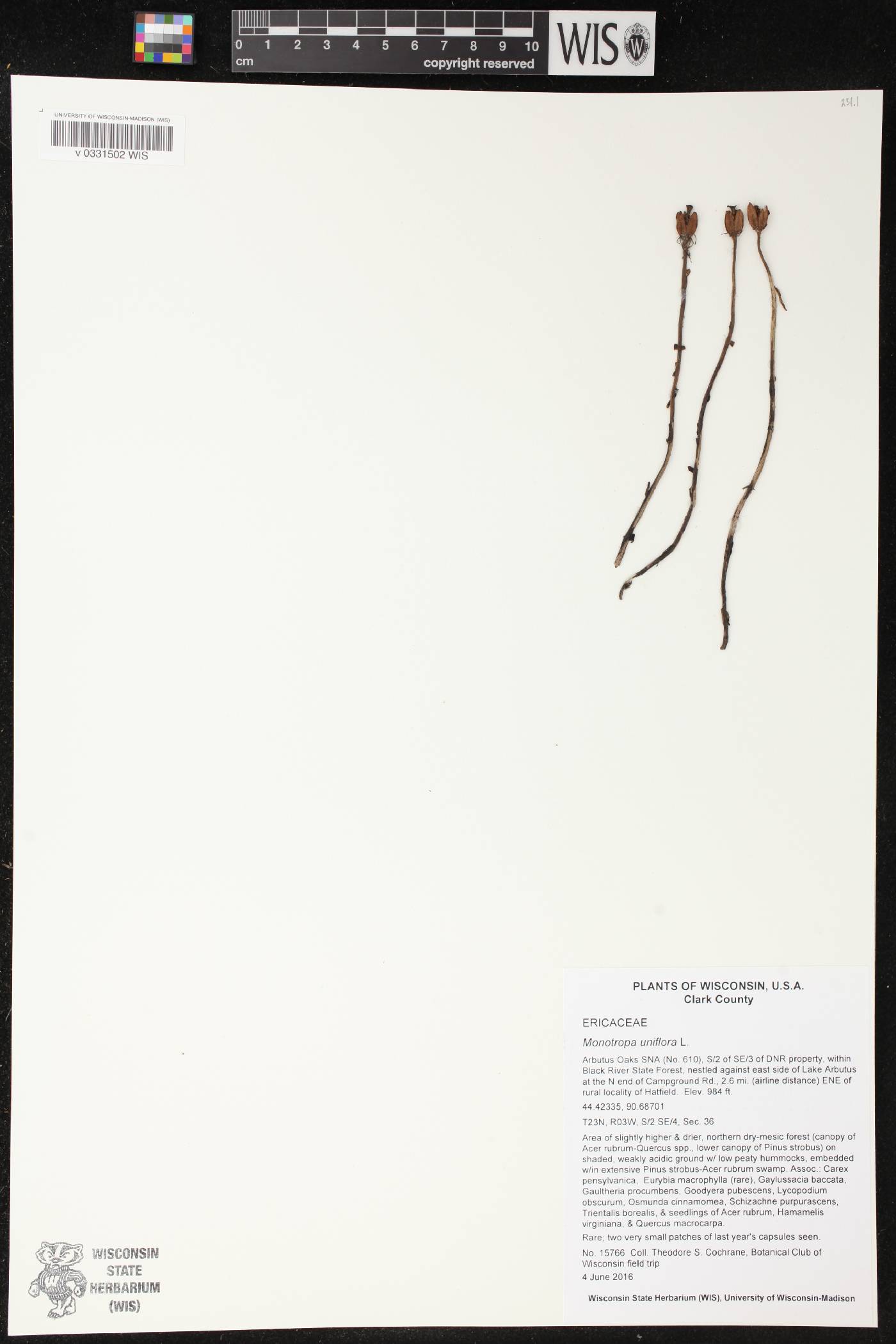 Monotropa uniflora image