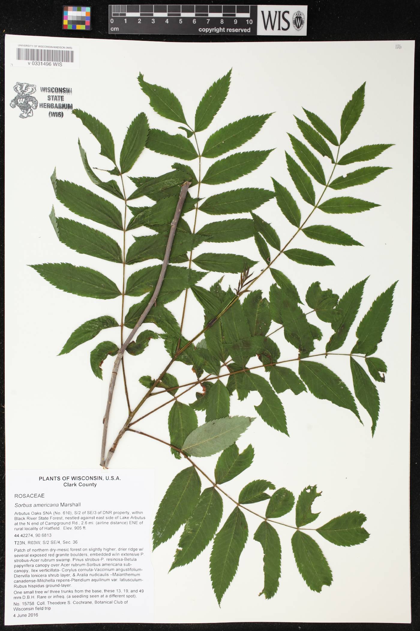 Sorbus americana image