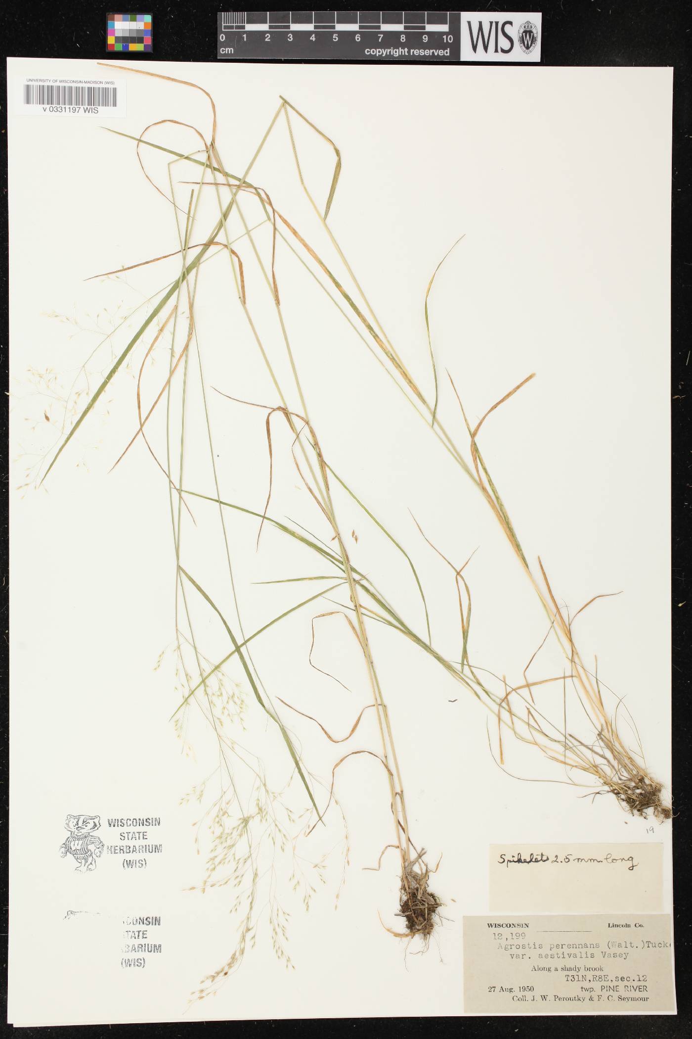 Agrostis perennans image