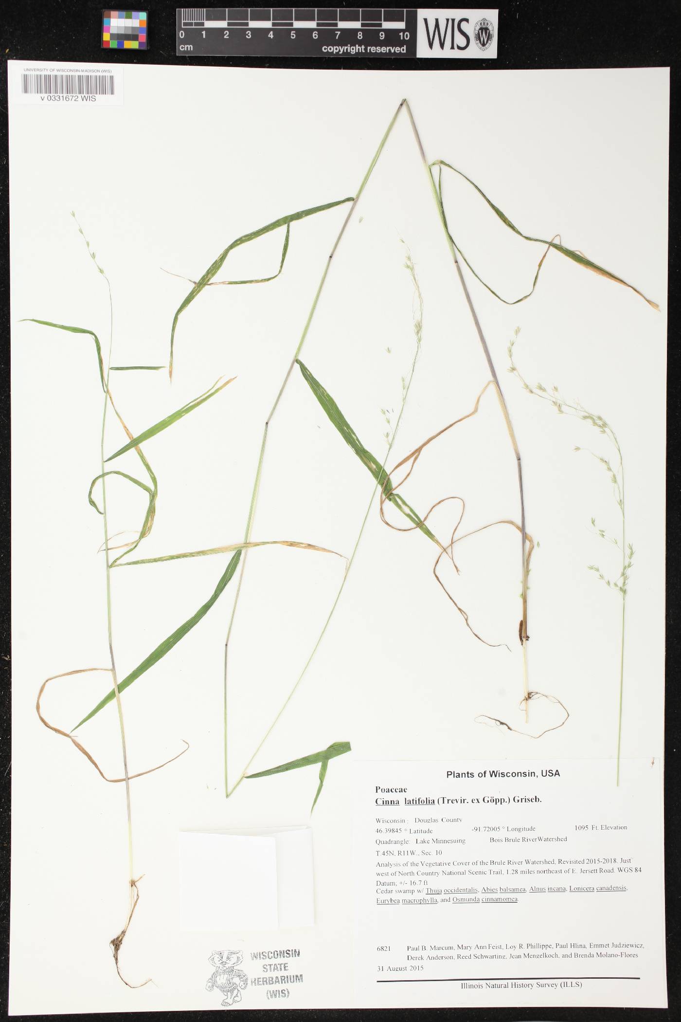Cinna latifolia image