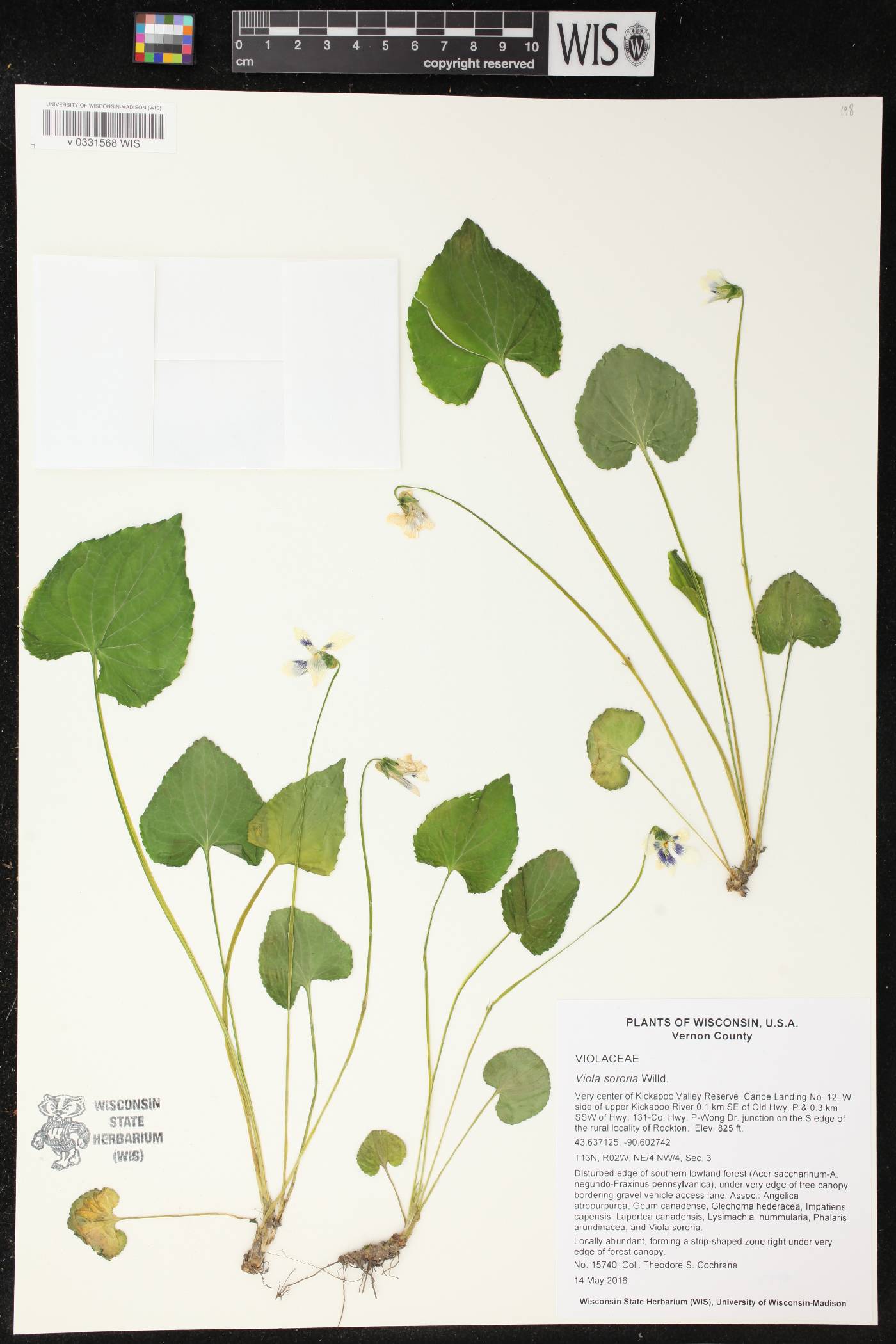 Viola sororia image