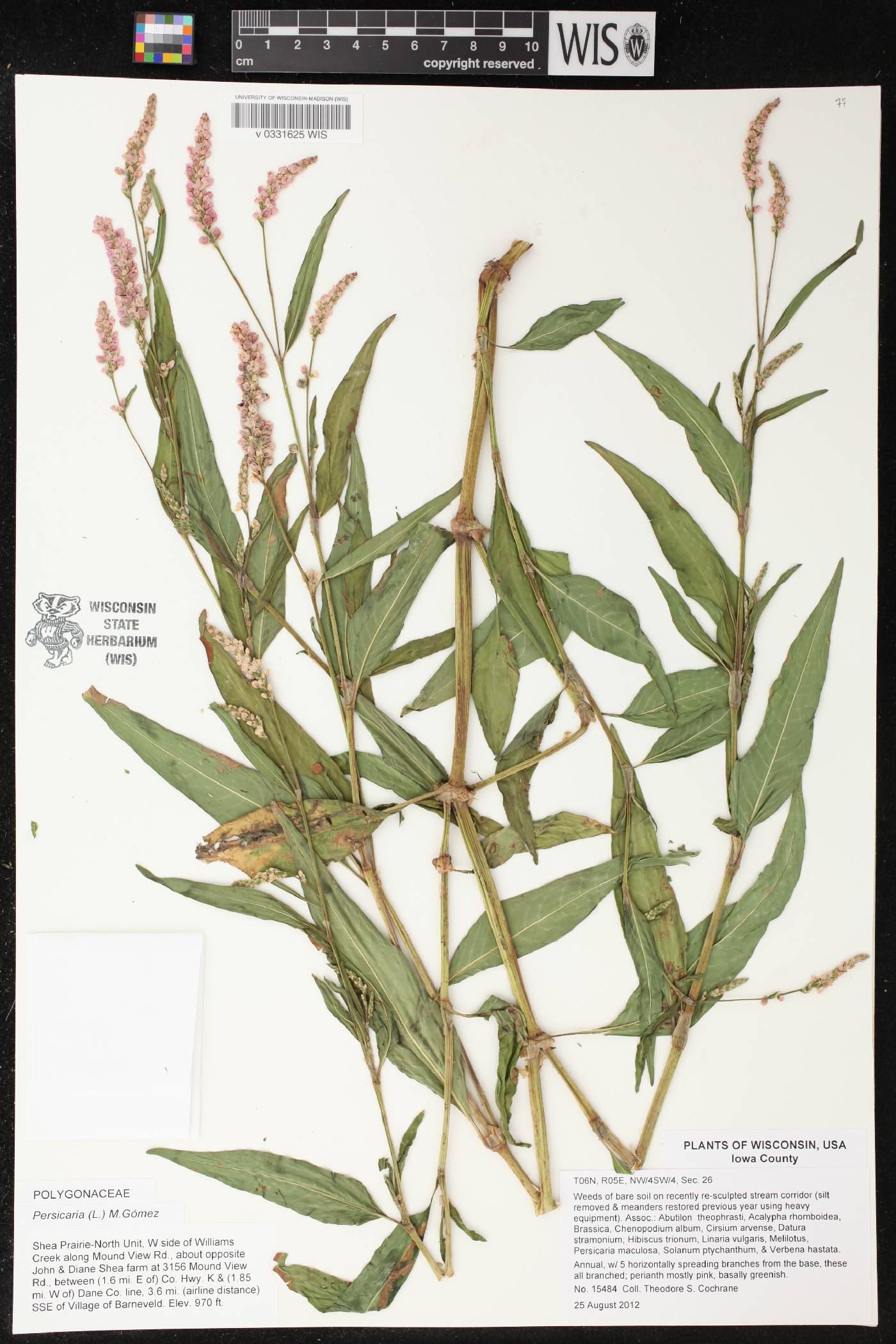 Persicaria pensylvanica image