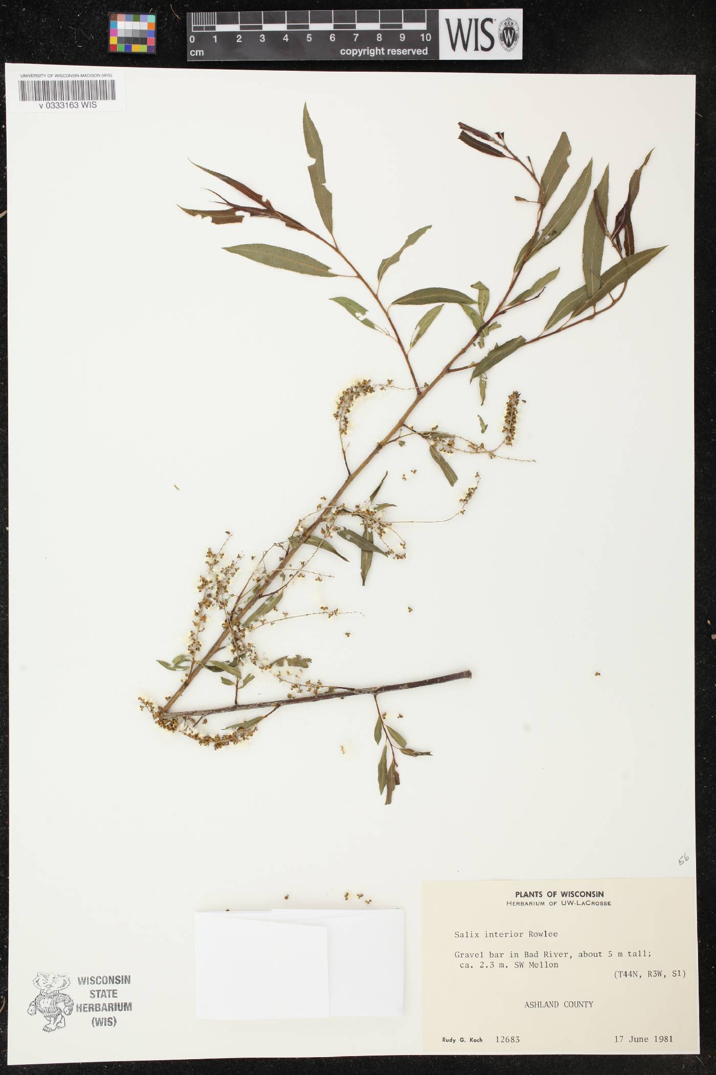 Salix interior image