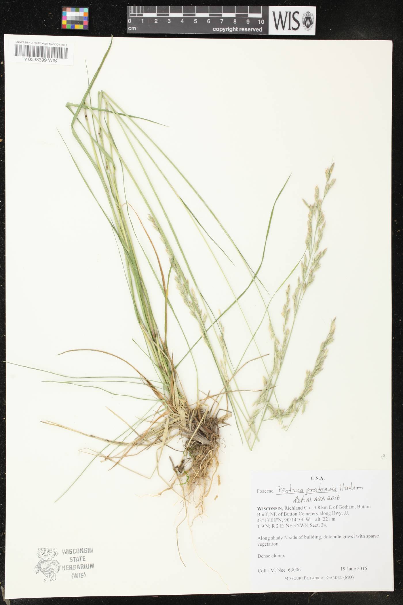 Lolium pratense image