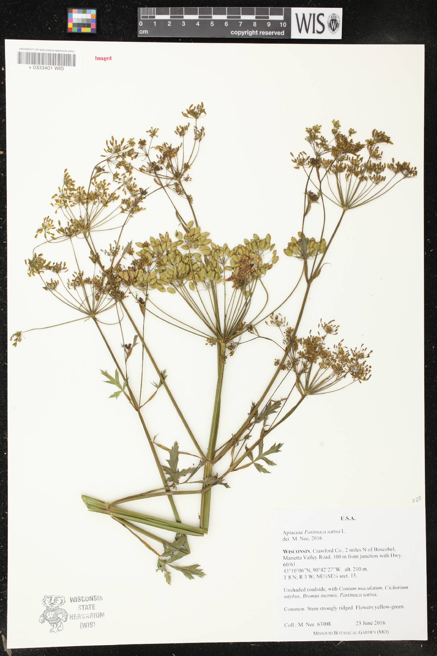 Pastinaca sativa image