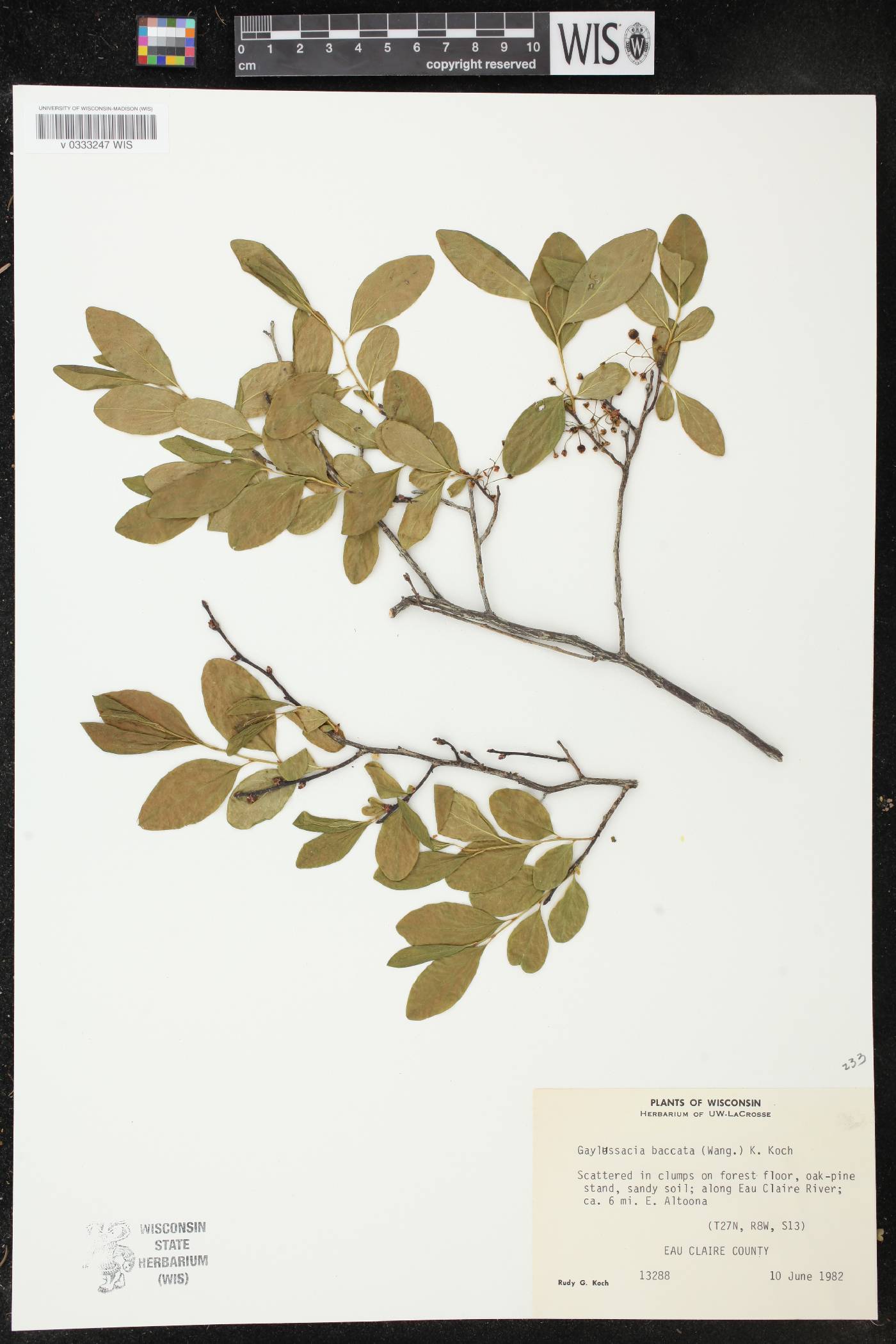 Gaylussacia baccata image