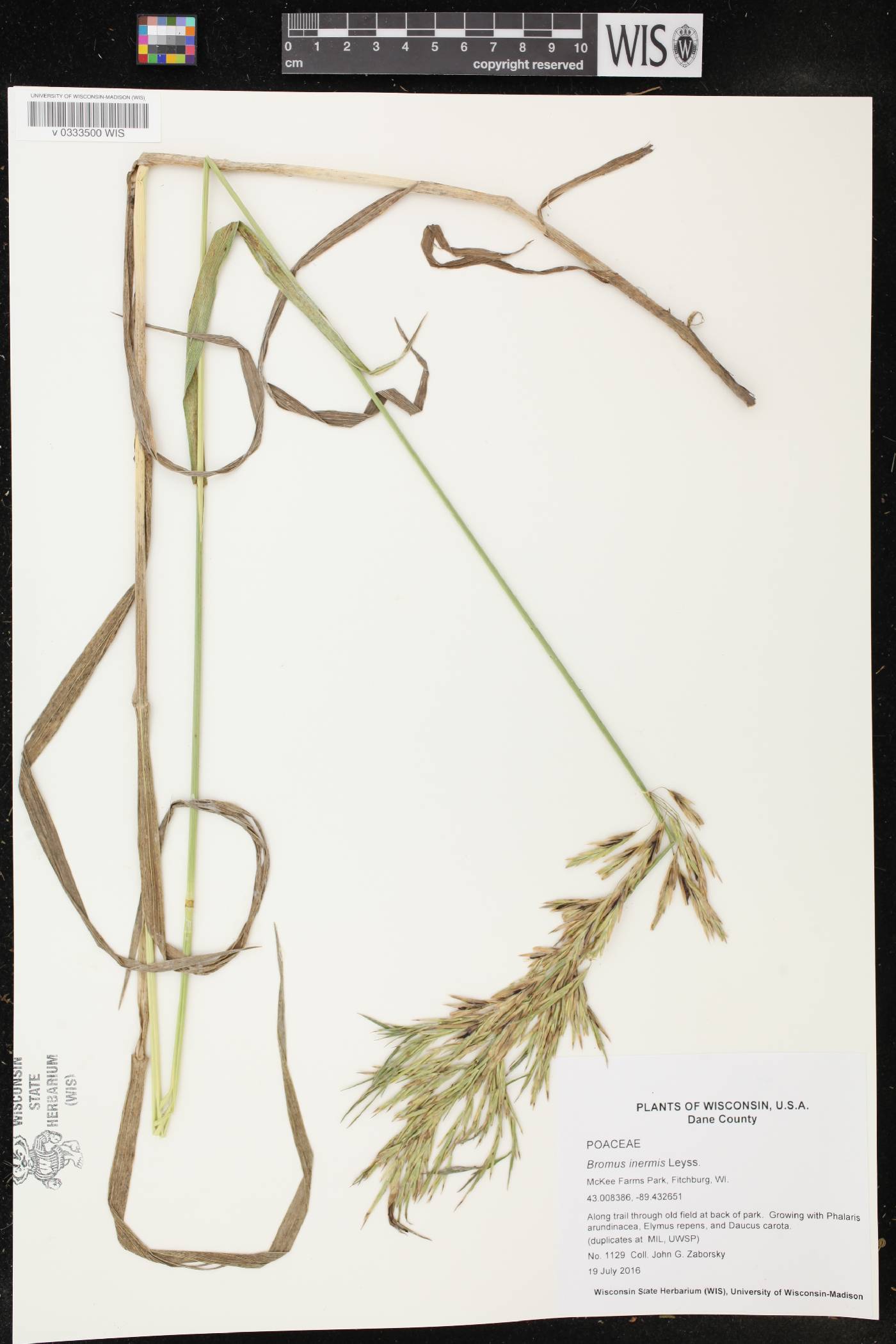 Bromus inermis image