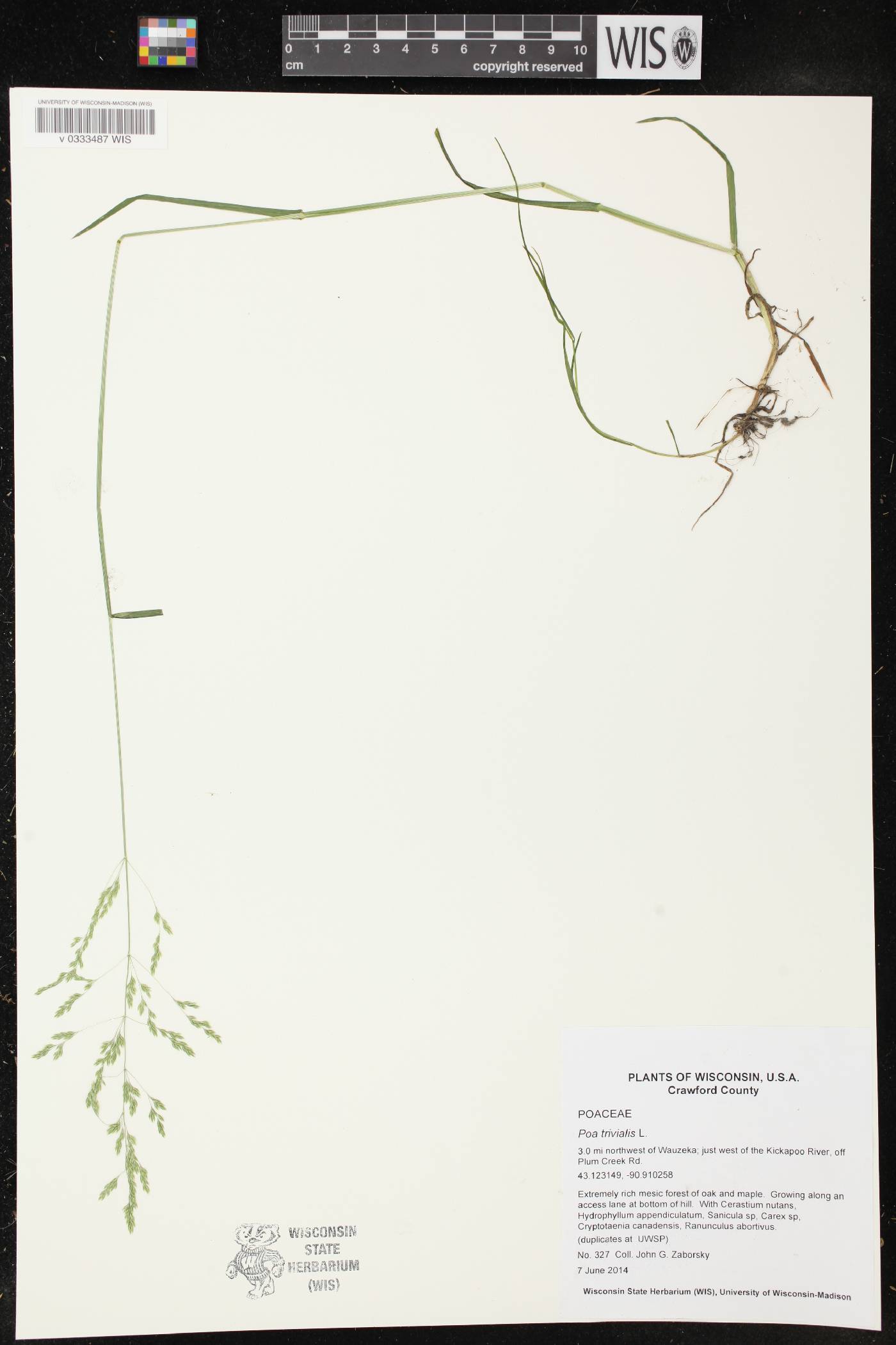 Poa trivialis image