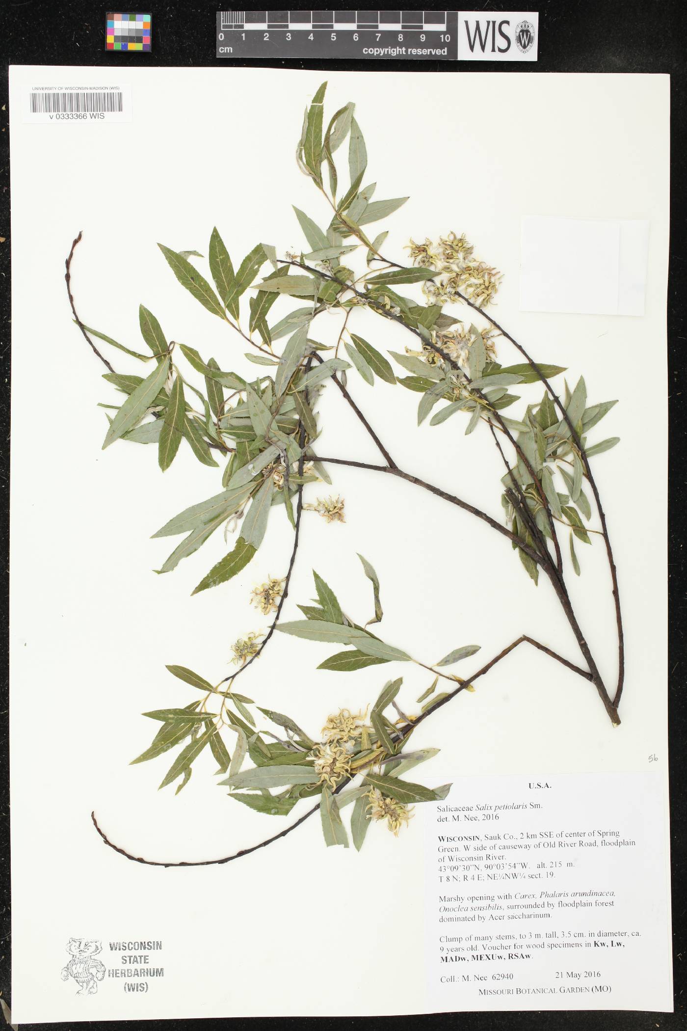 Salix petiolaris image