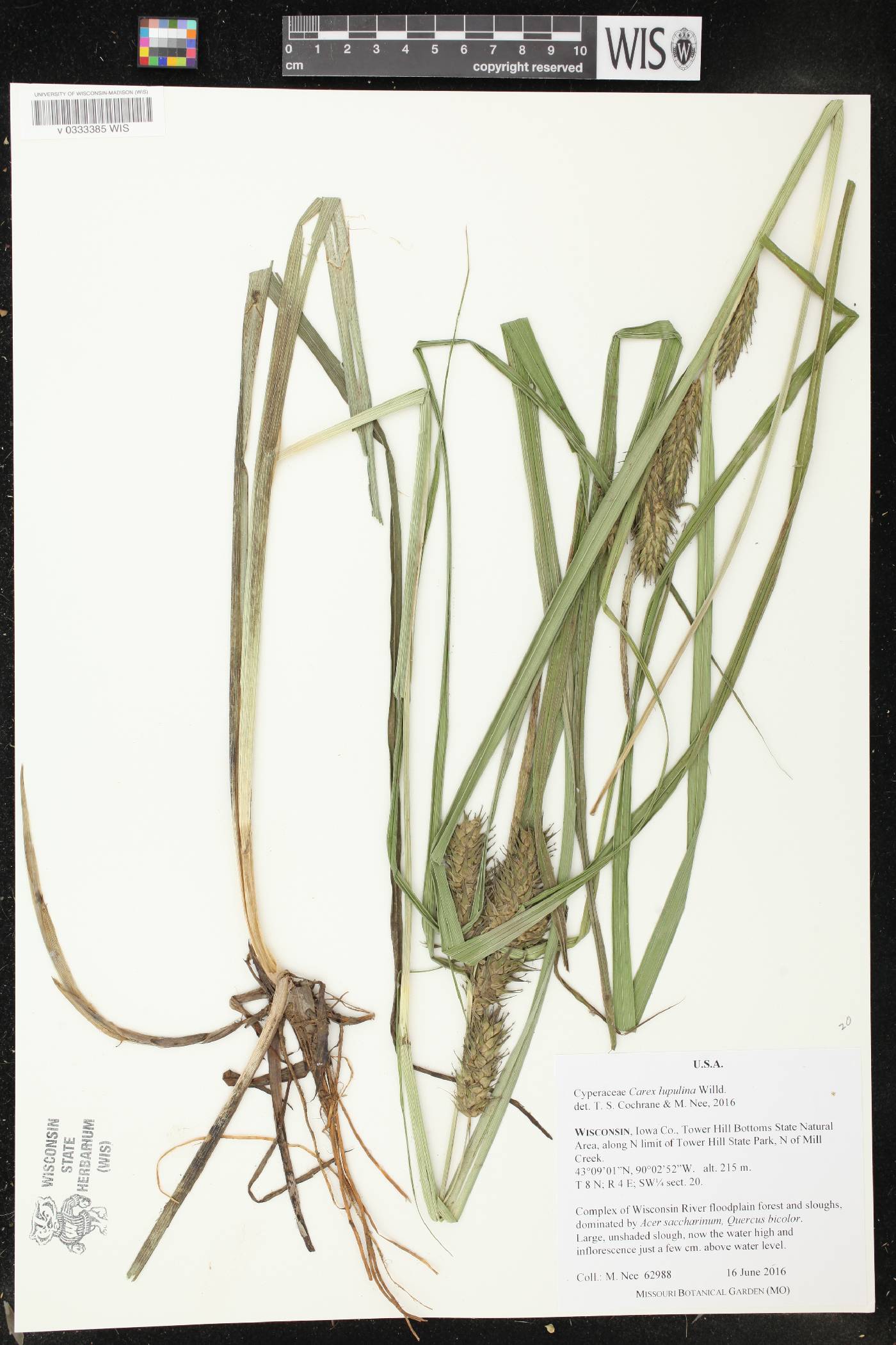 Carex lupulina image
