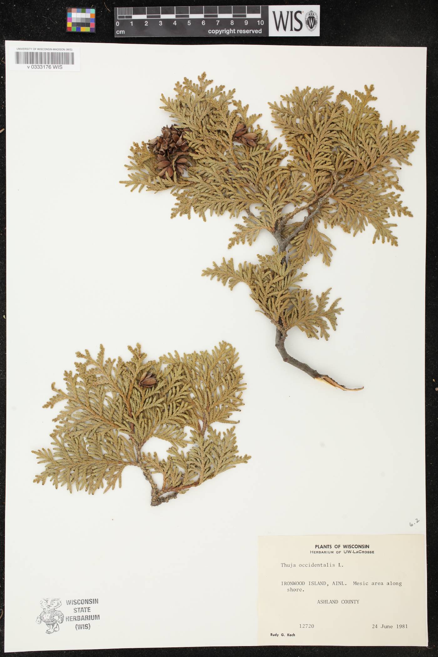 Thuja occidentalis image