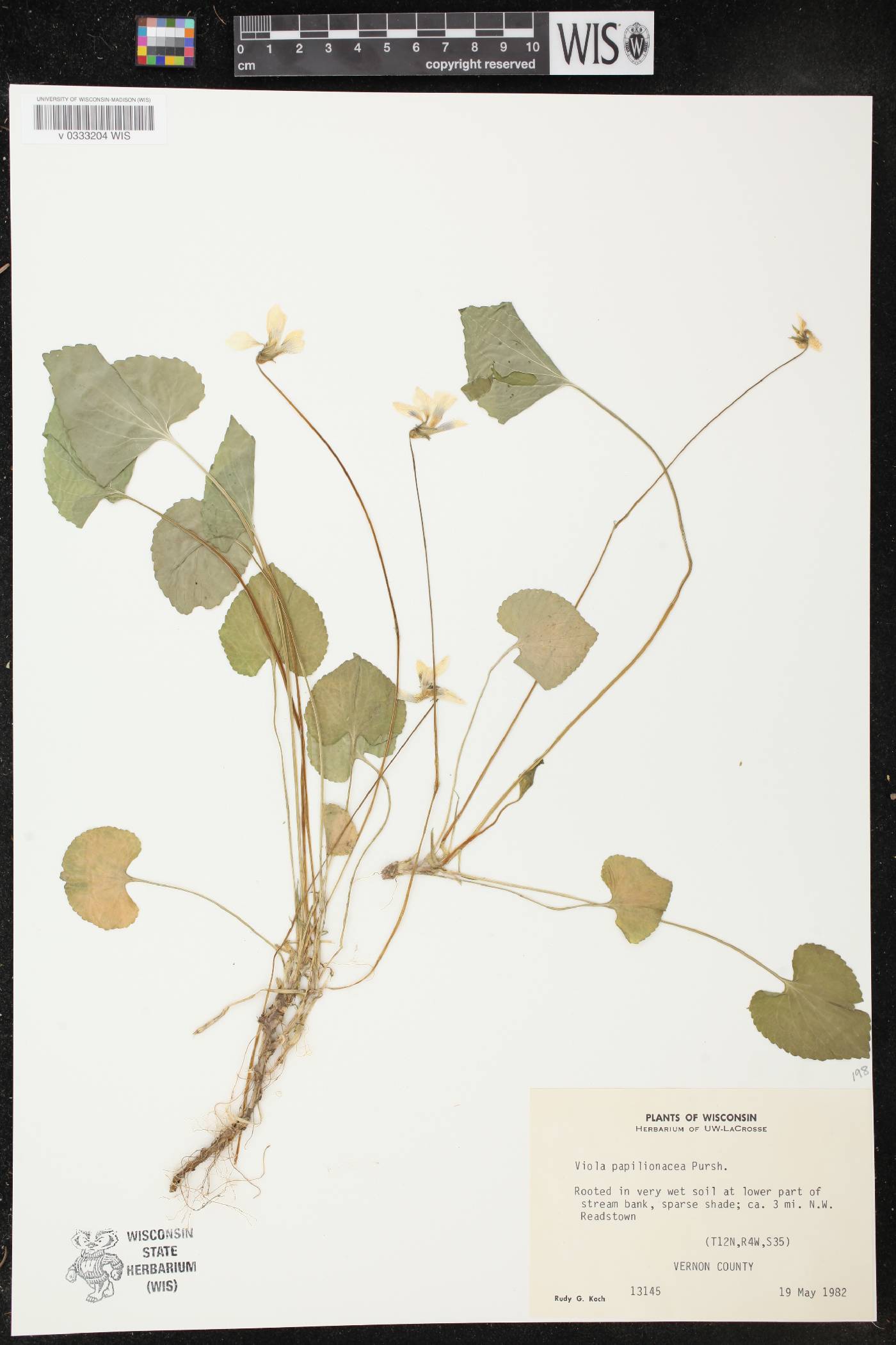 Viola sororia image