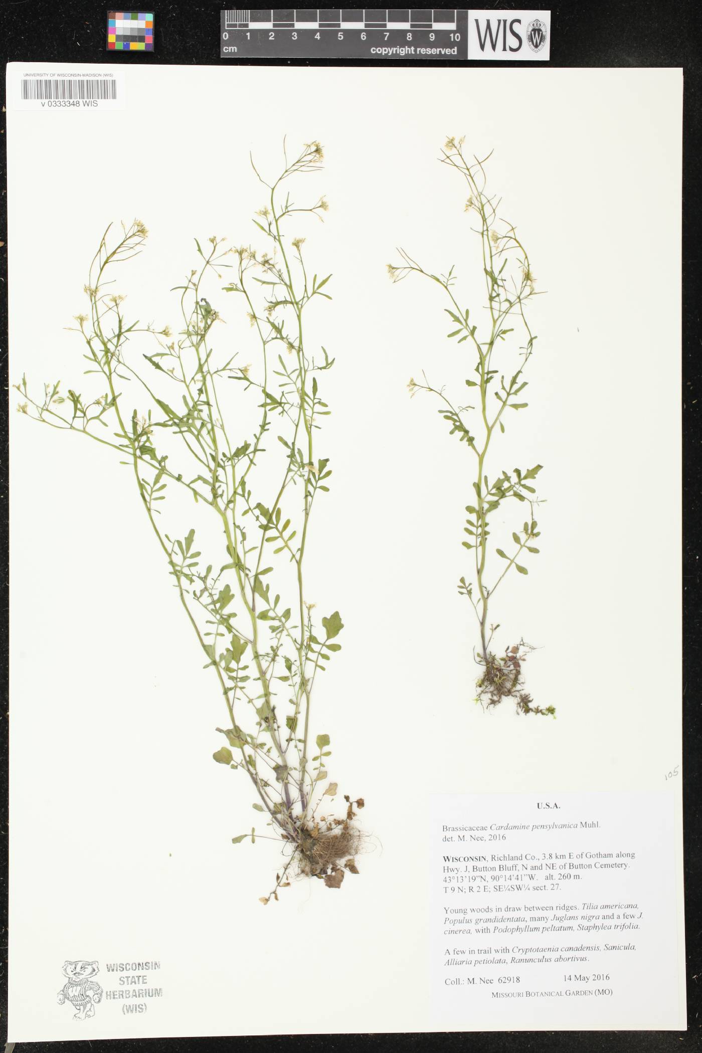 Cardamine pensylvanica image