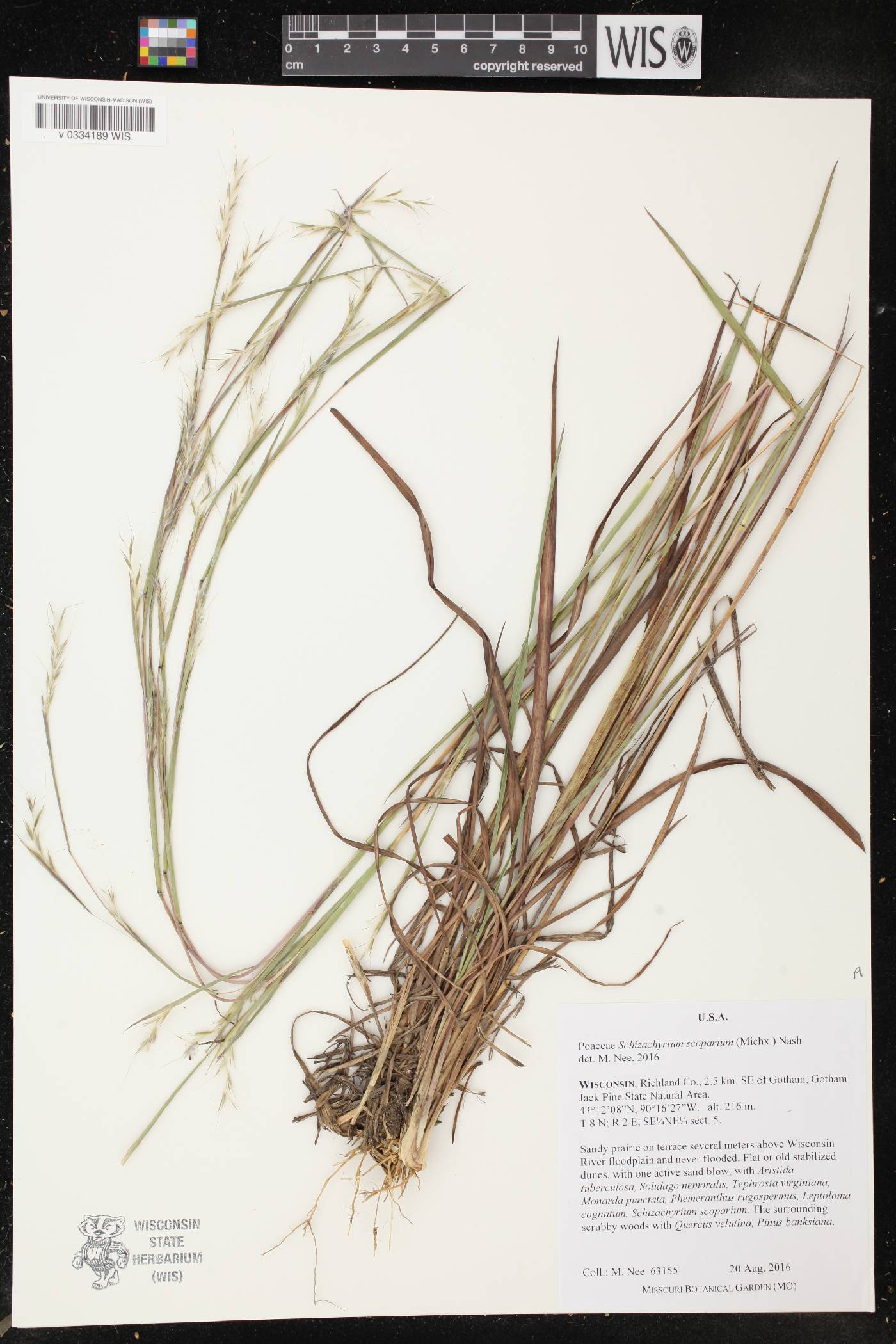 Schizachyrium scoparium image