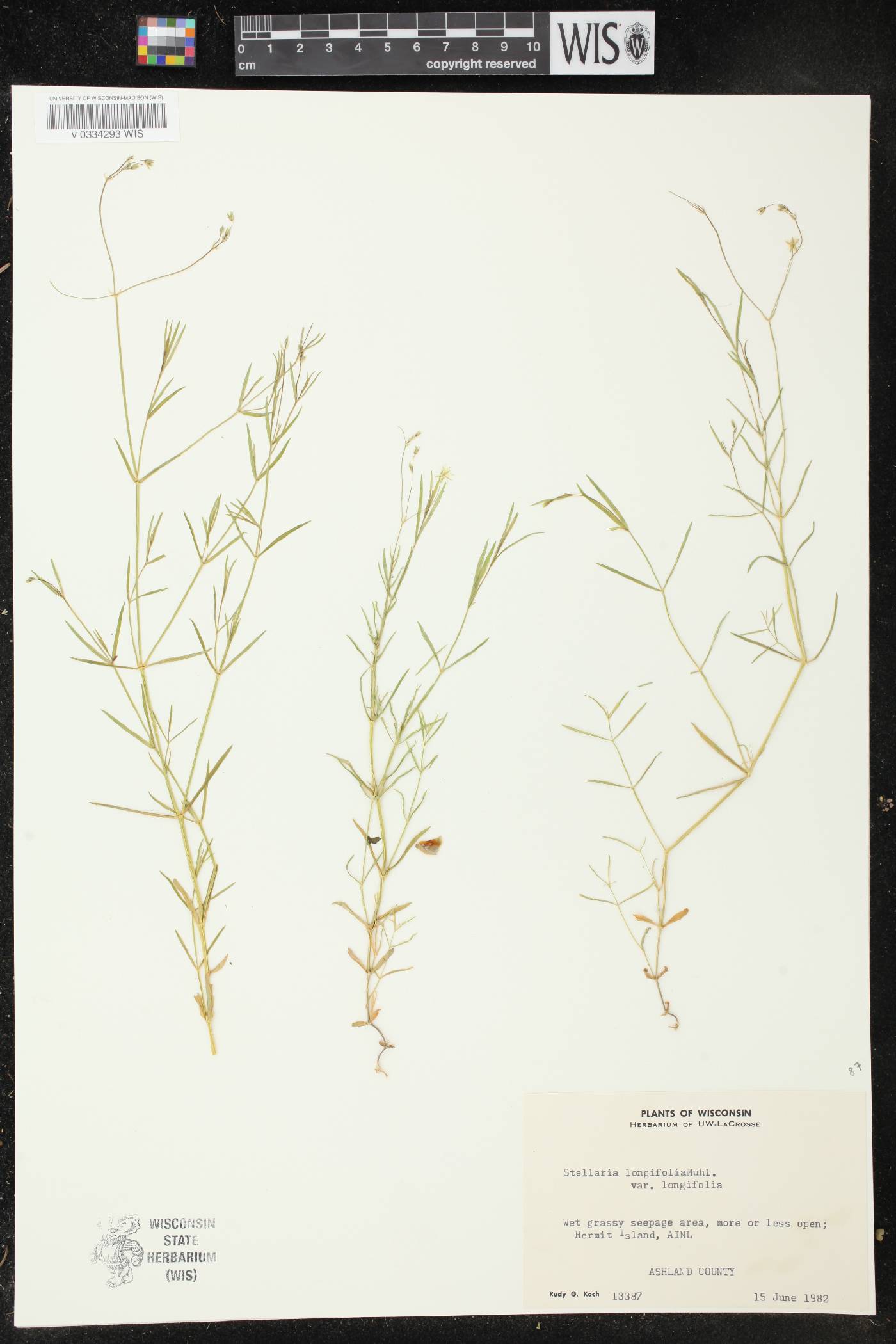 Stellaria longifolia image
