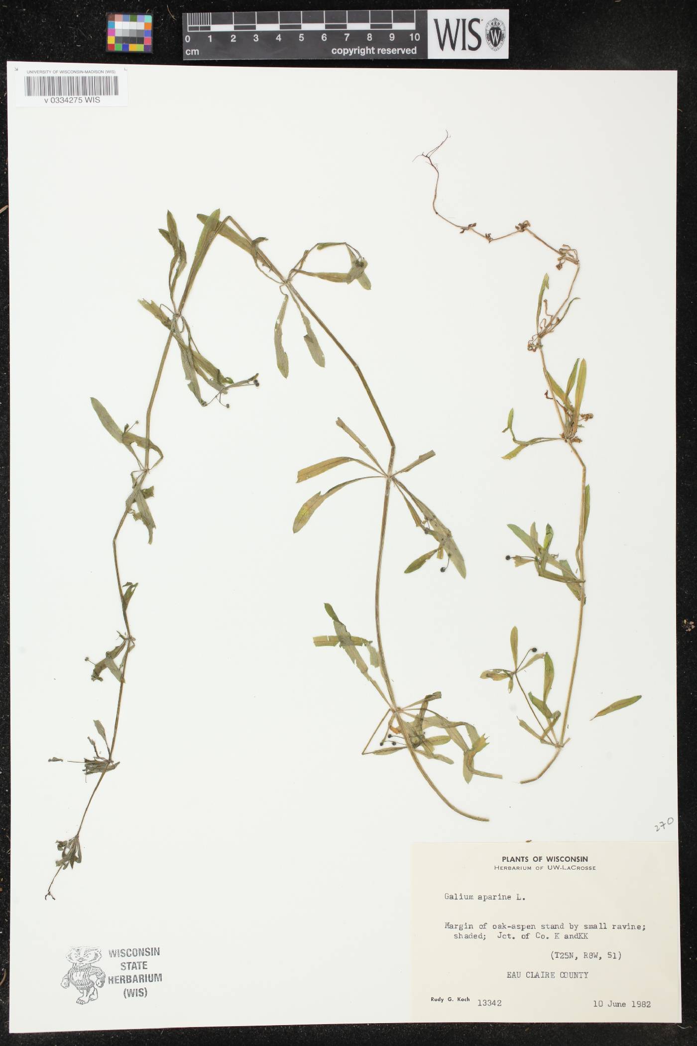 Galium aparine image