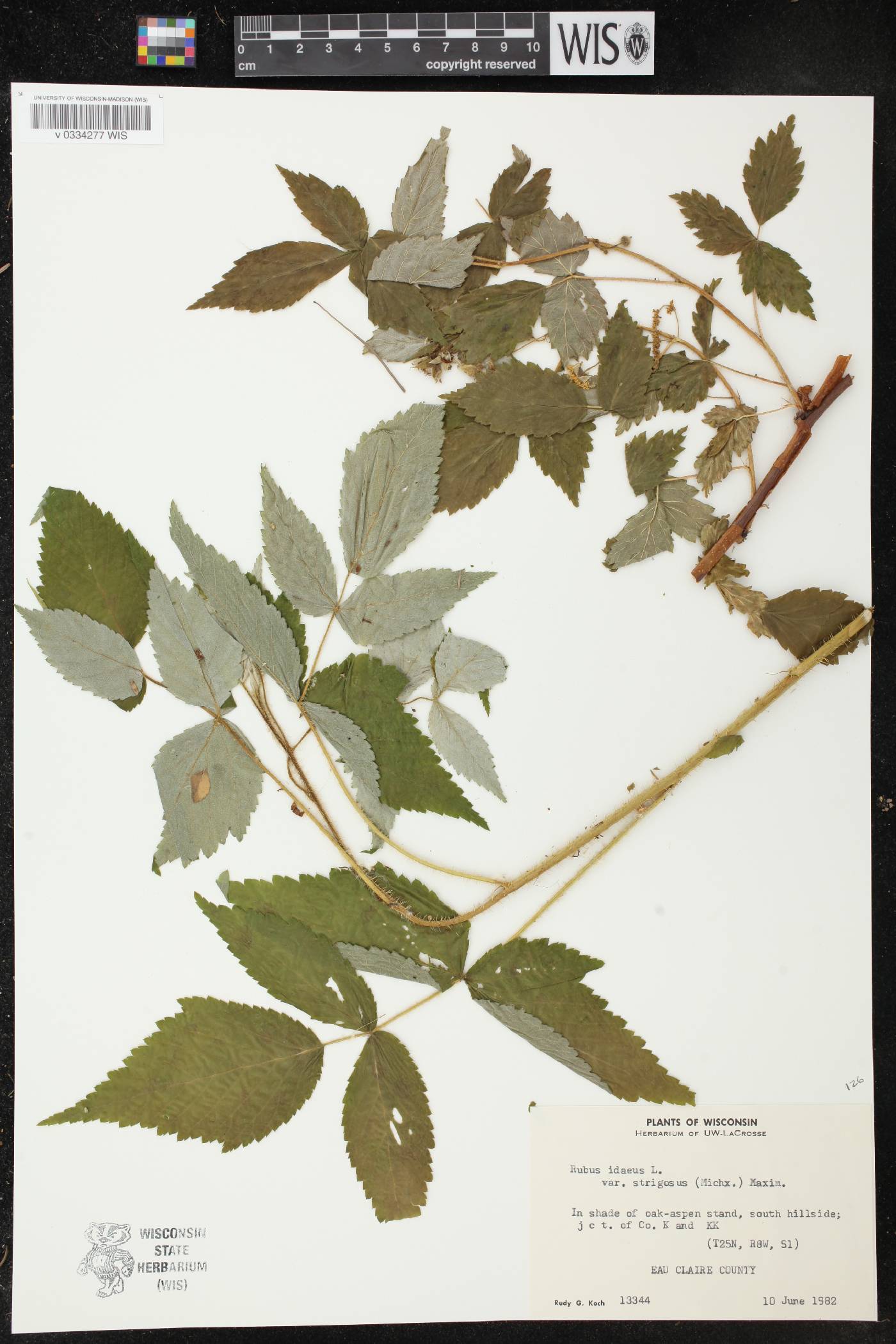 Rubus idaeus subsp. strigosus image