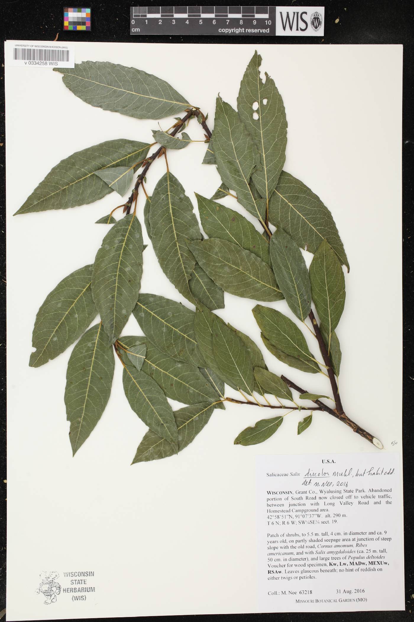 Salix discolor image