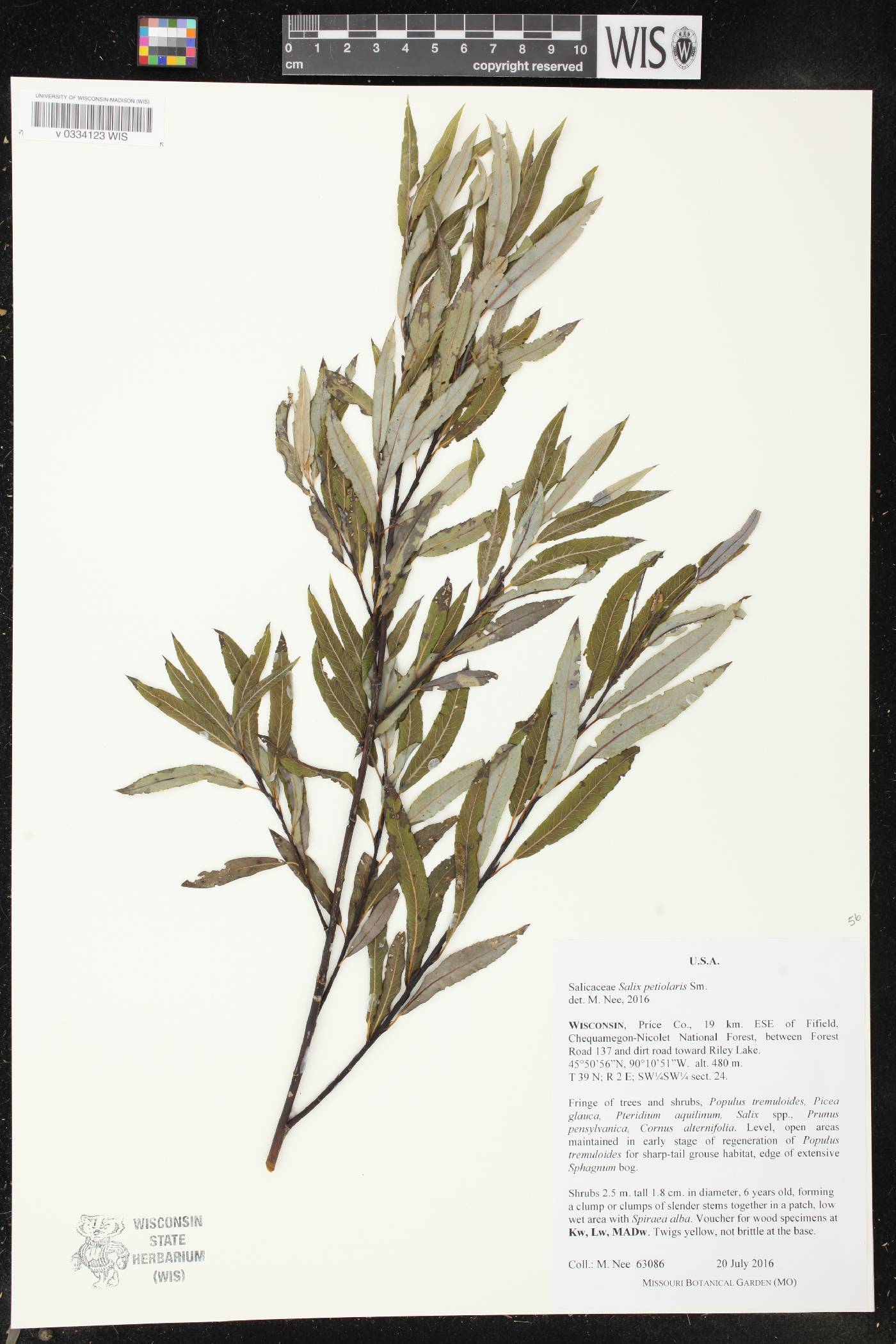 Salix petiolaris image