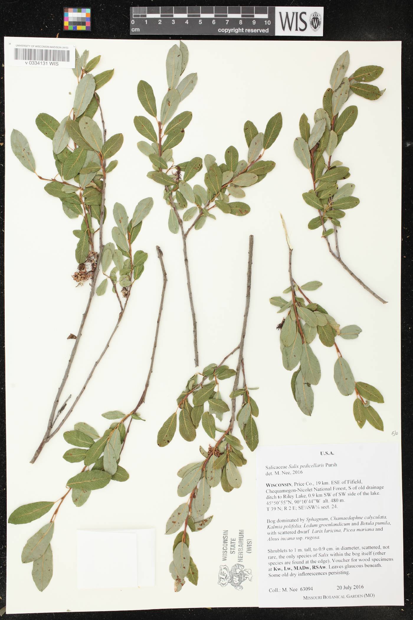 Salix pedicellaris image