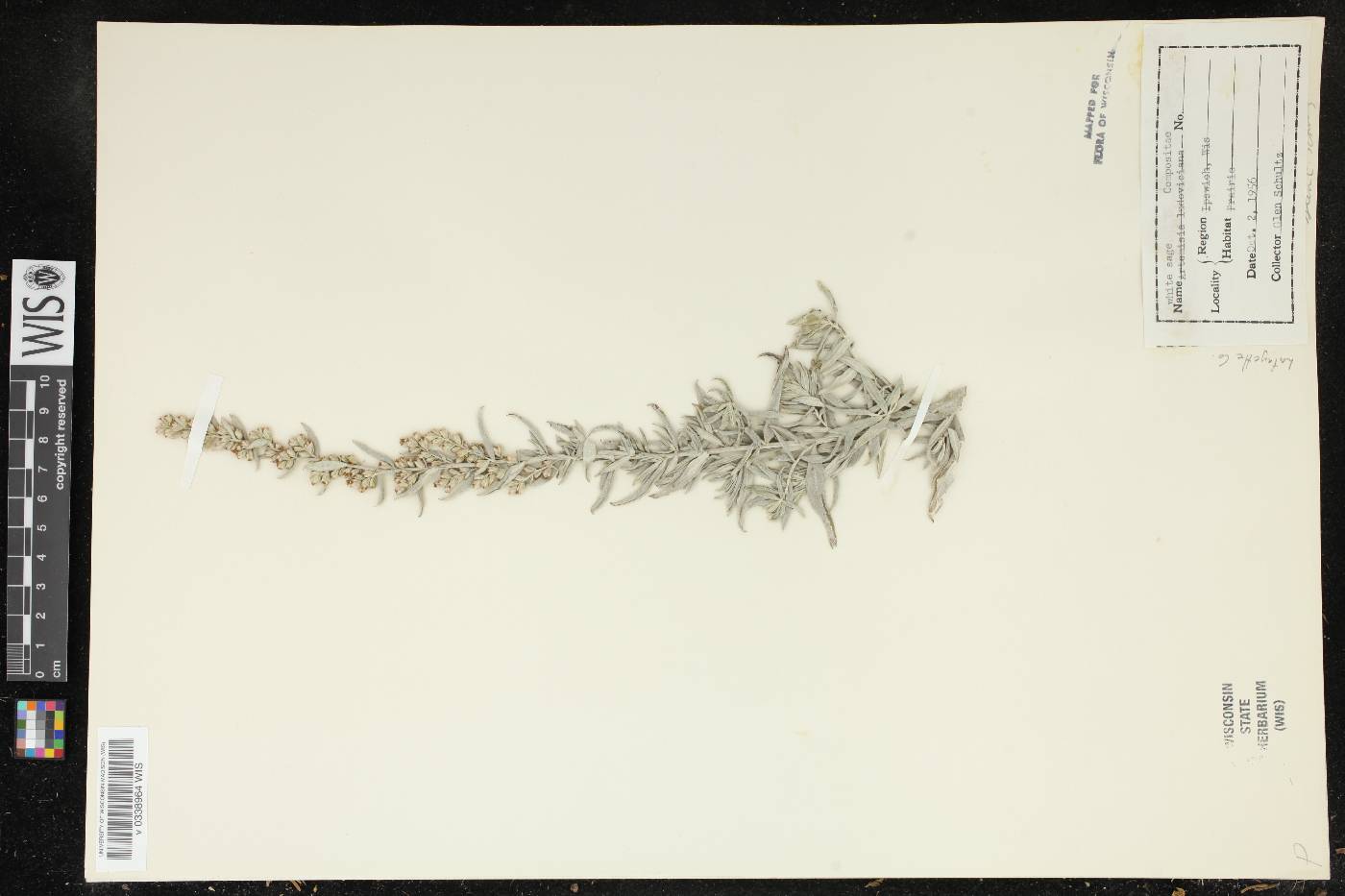 Artemisia ludoviciana image