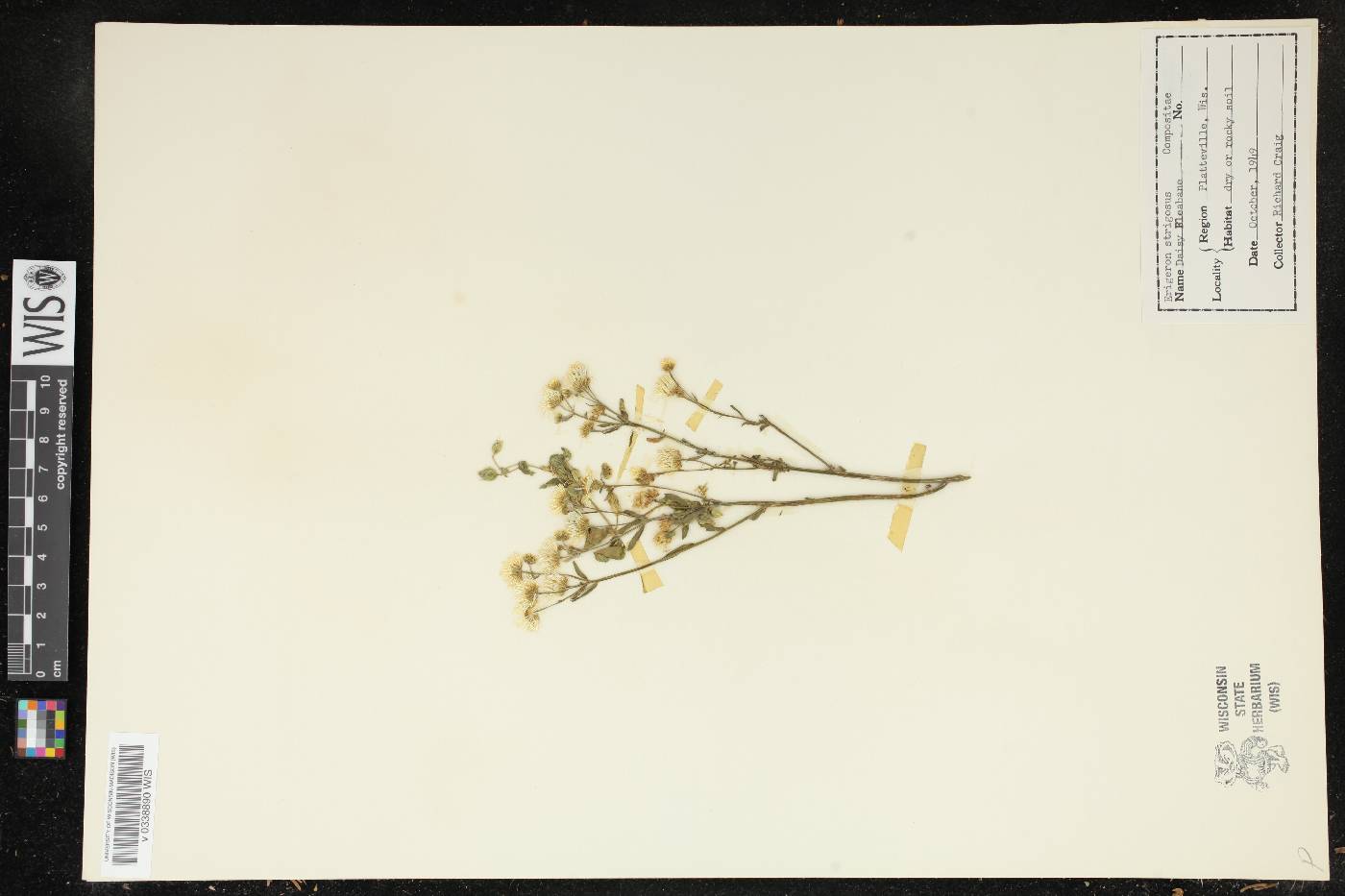 Erigeron strigosus image