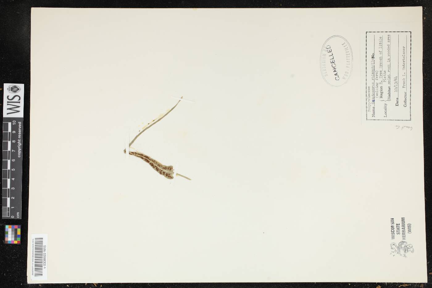 Asplenium rhizophyllum image