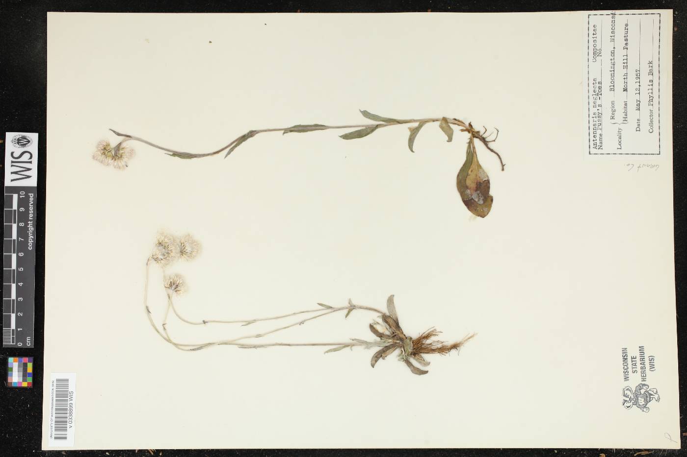 Antennaria neglecta image