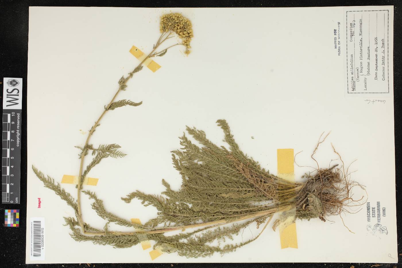Achillea millefolium image