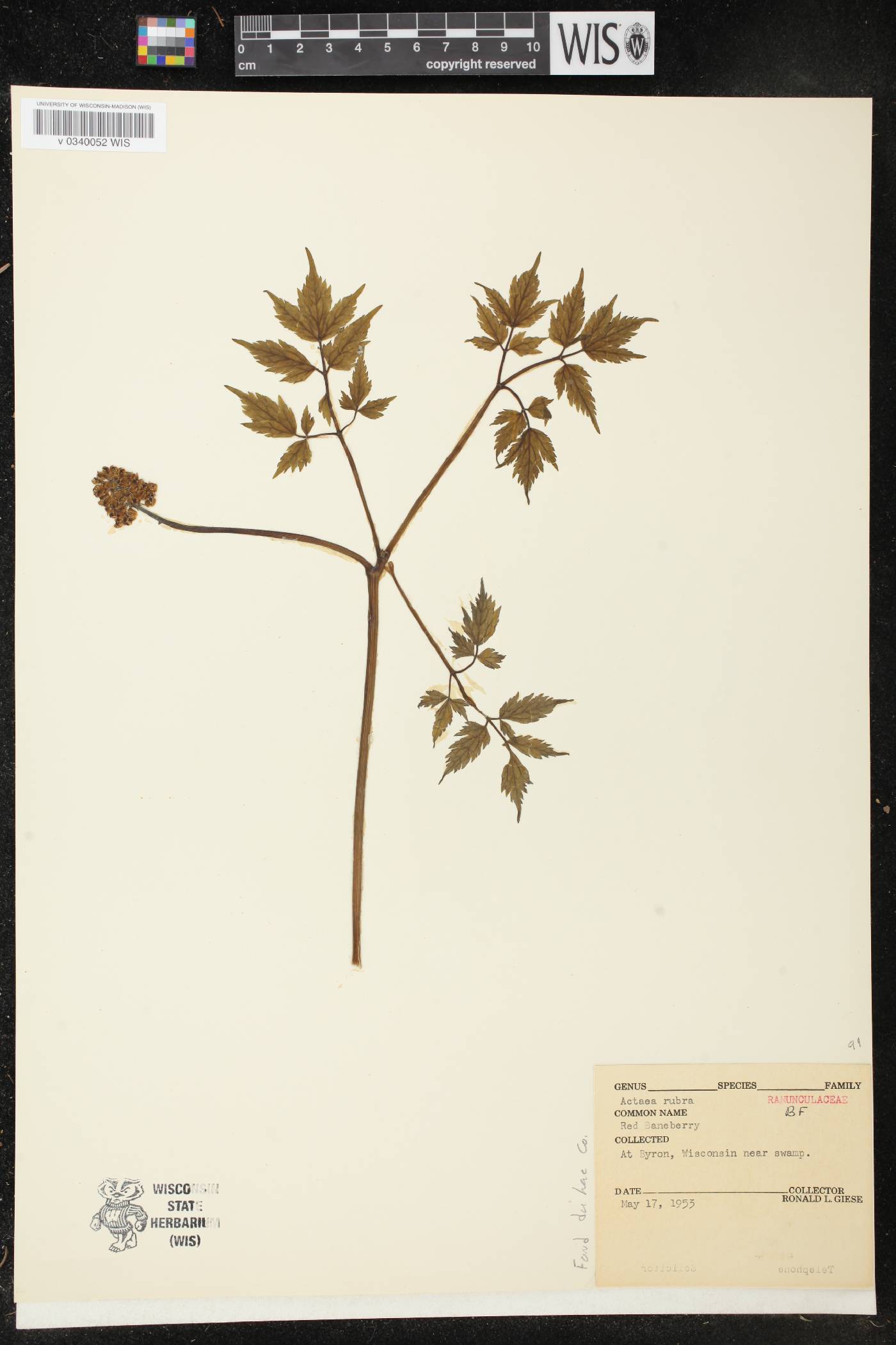 Actaea rubra image