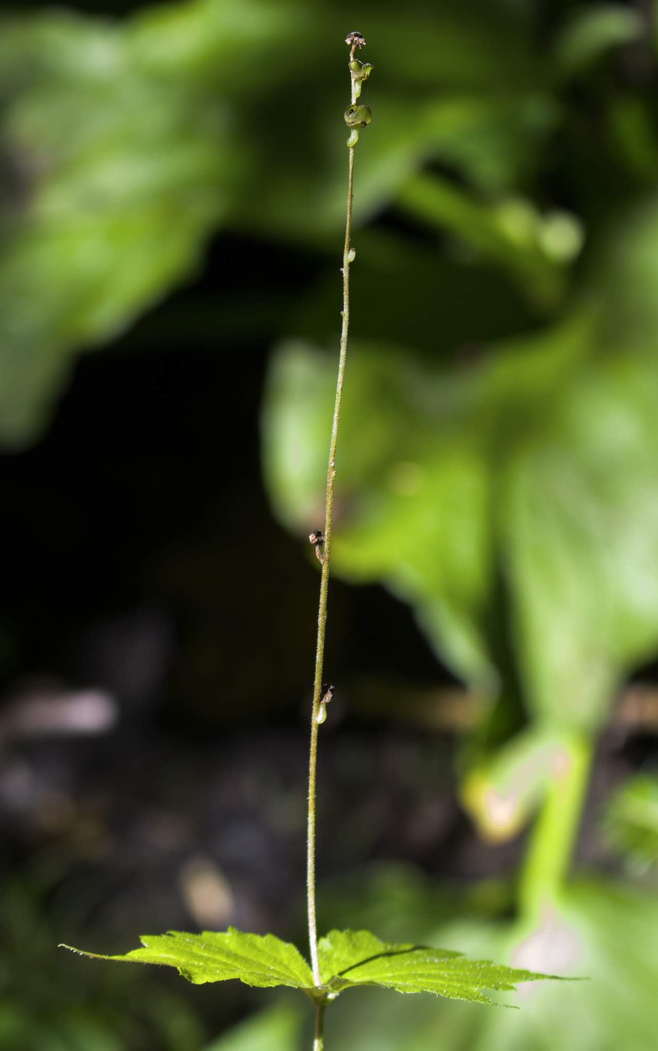 Mitella diphylla image