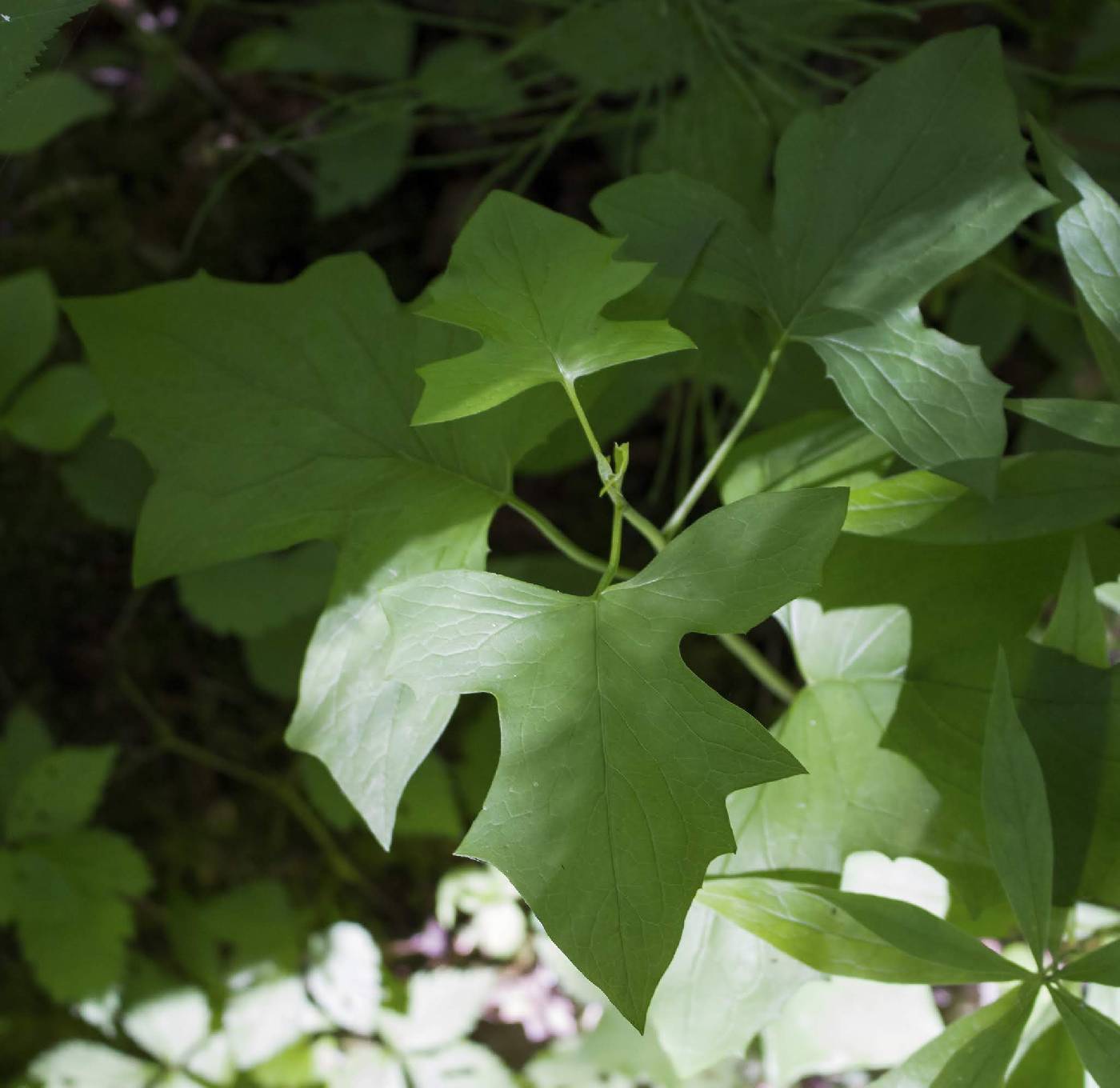 Prenanthes alba image