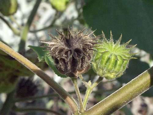 Abutilon theophrasti image