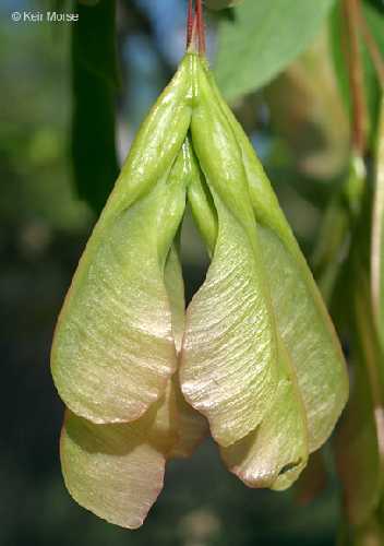 Acer negundo image