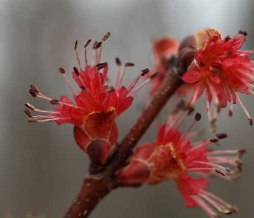 Acer rubrum var. rubrum image