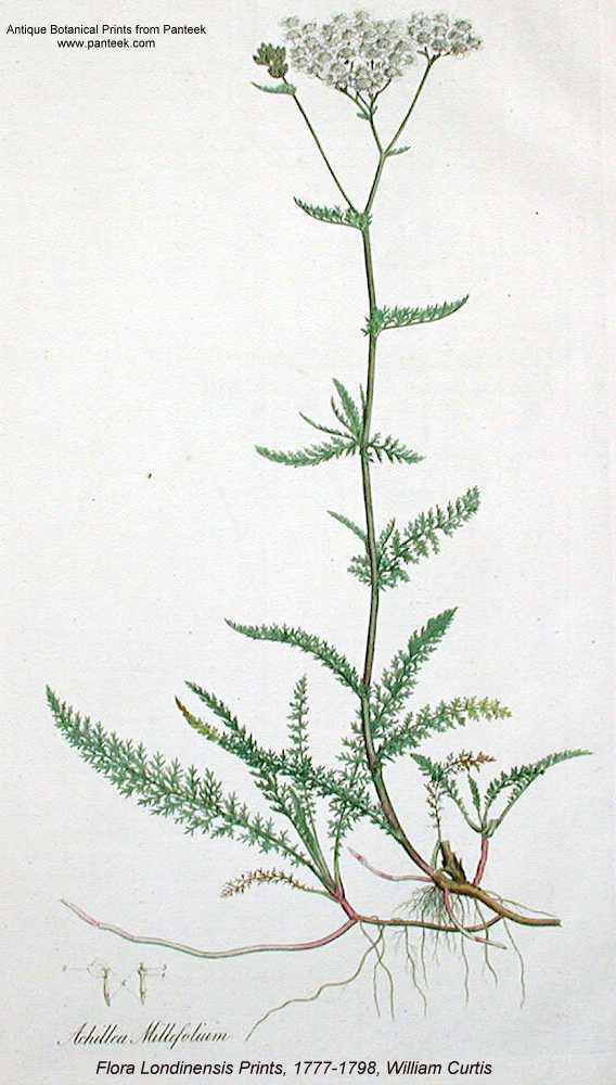 Achillea millefolium image