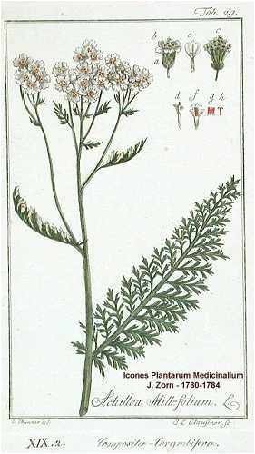 Achillea millefolium image