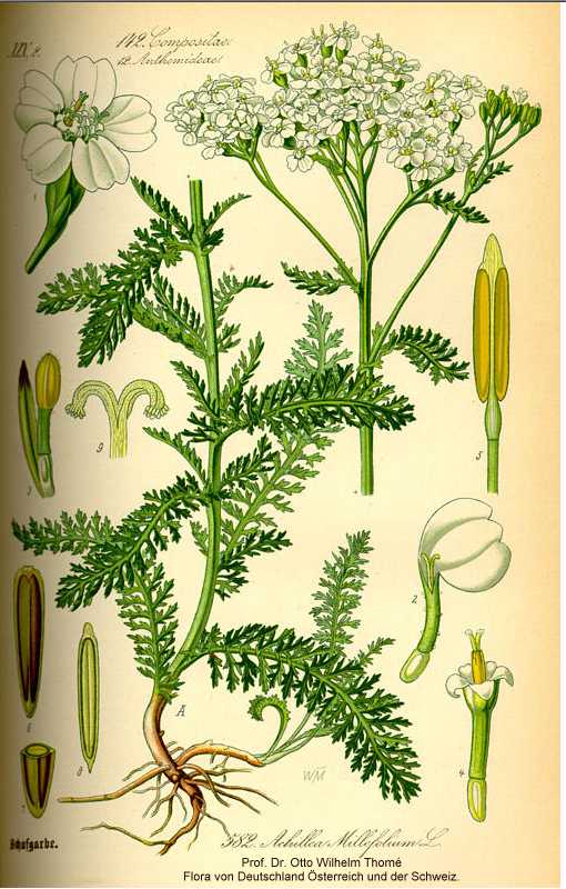 Achillea millefolium image