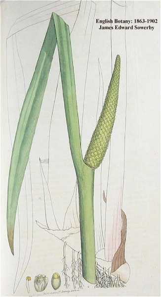 Acorus americanus image