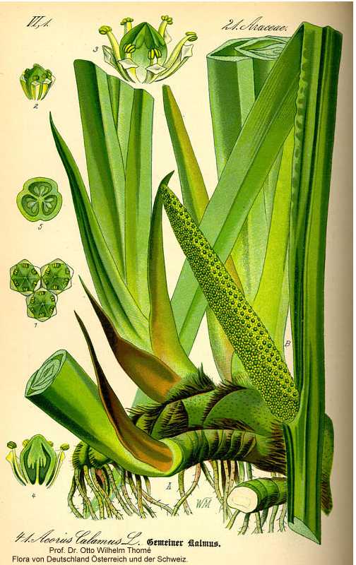 Acorus americanus image