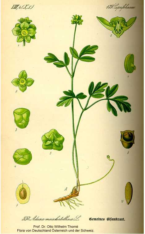 Adoxa moschatellina image